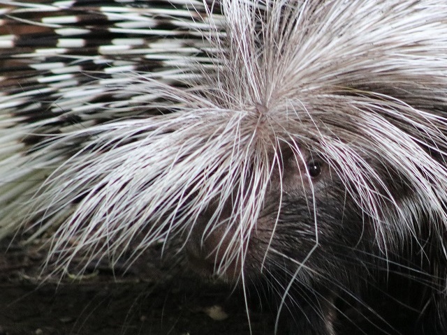 Cape Porcupine