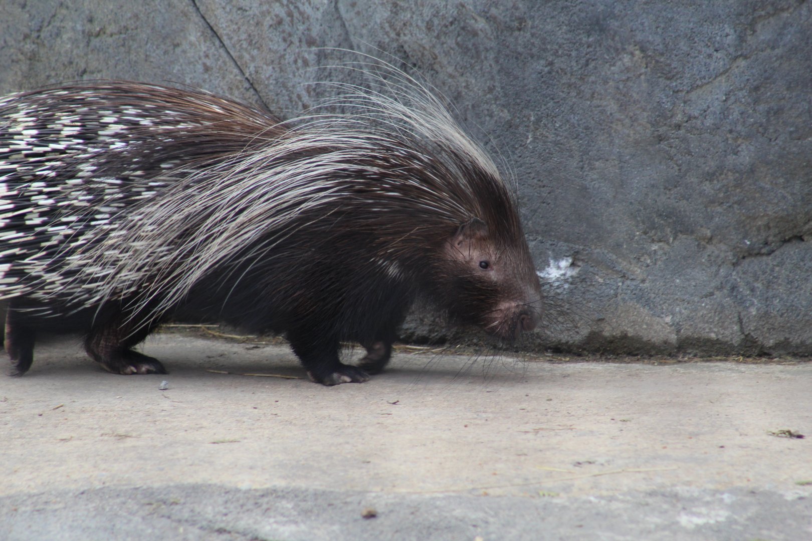 Cape Porcupine