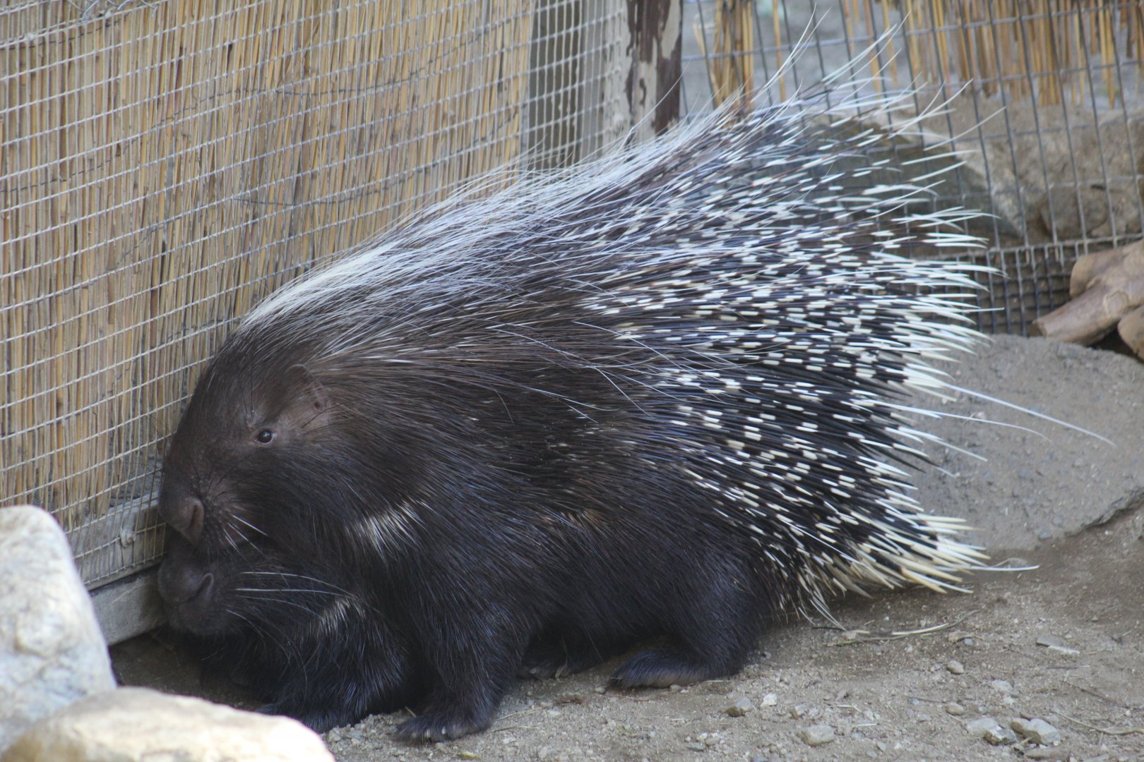 Cape Porcupine