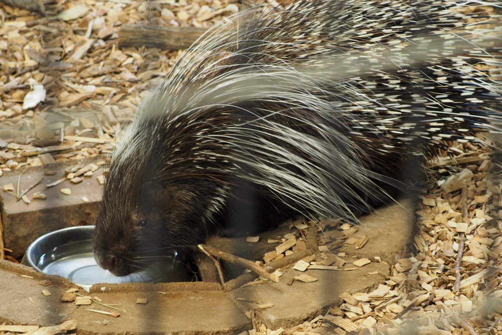 Cape porcupine