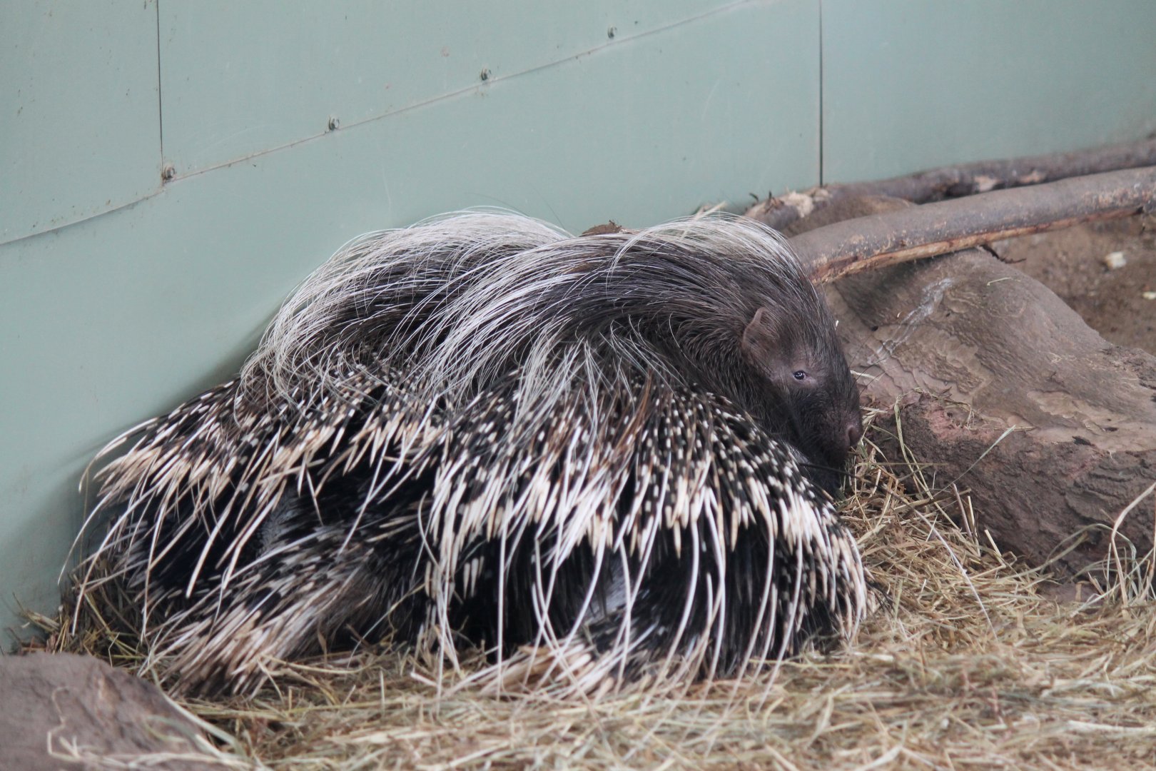 Cape Porcupine