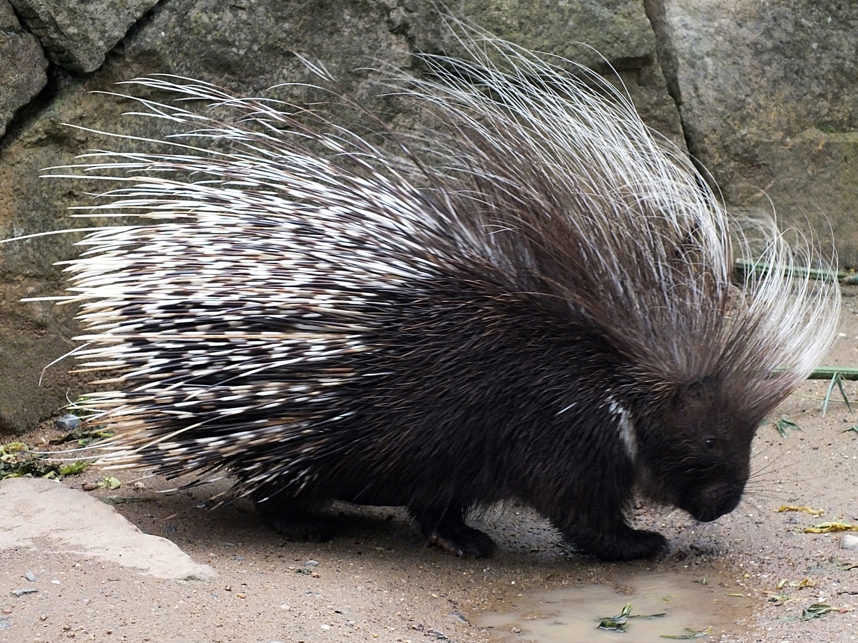 Cape porcupine