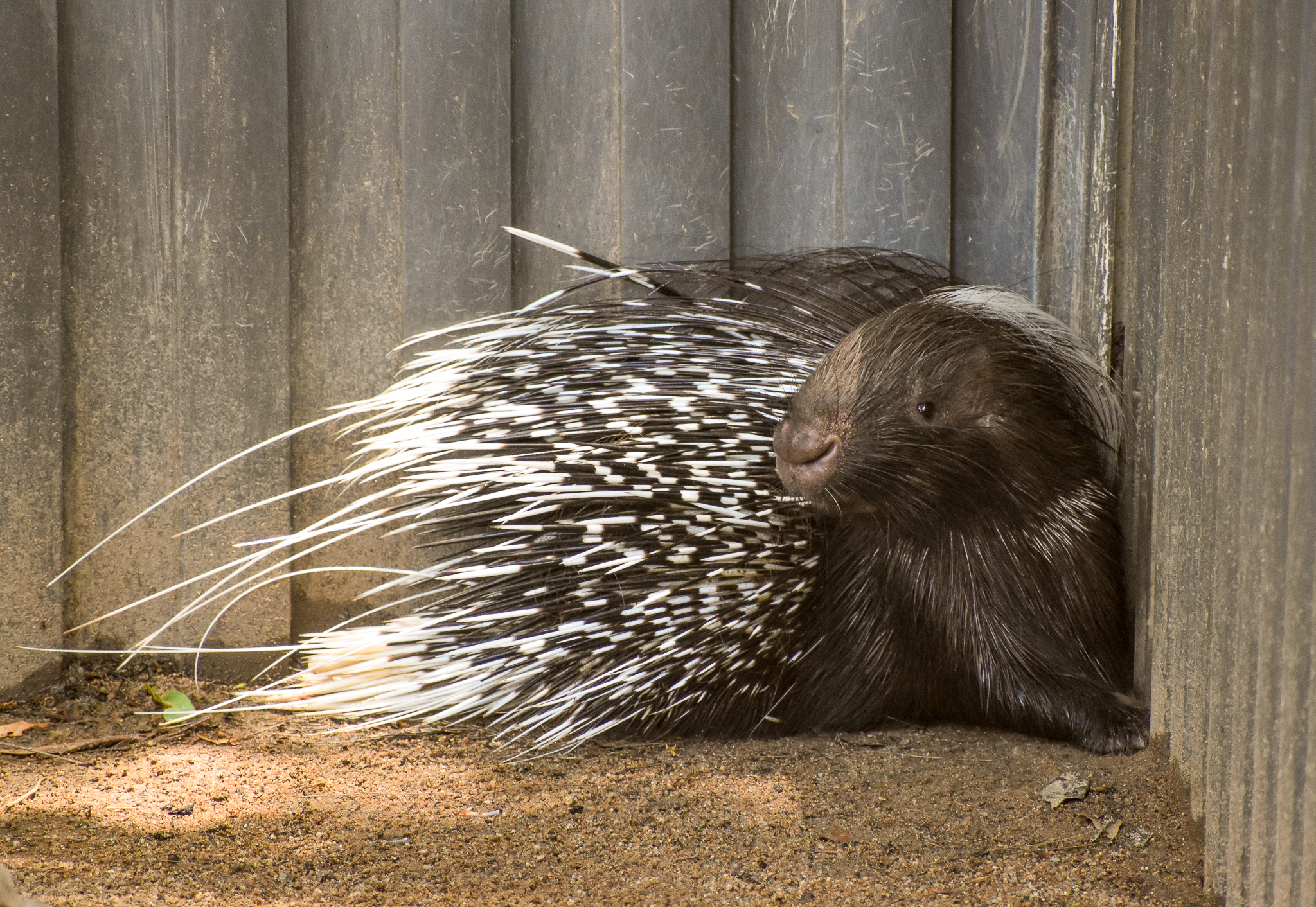 Cape Porcupine