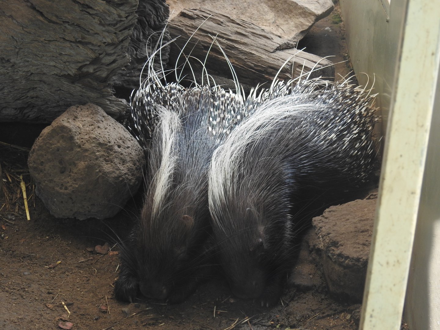 Cape Porcupine