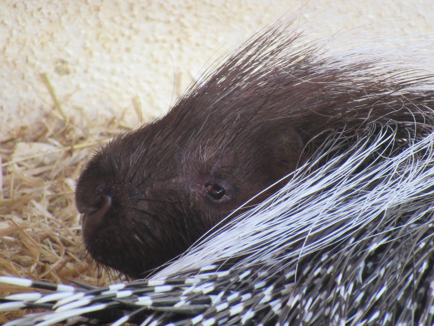 Cape porcupine