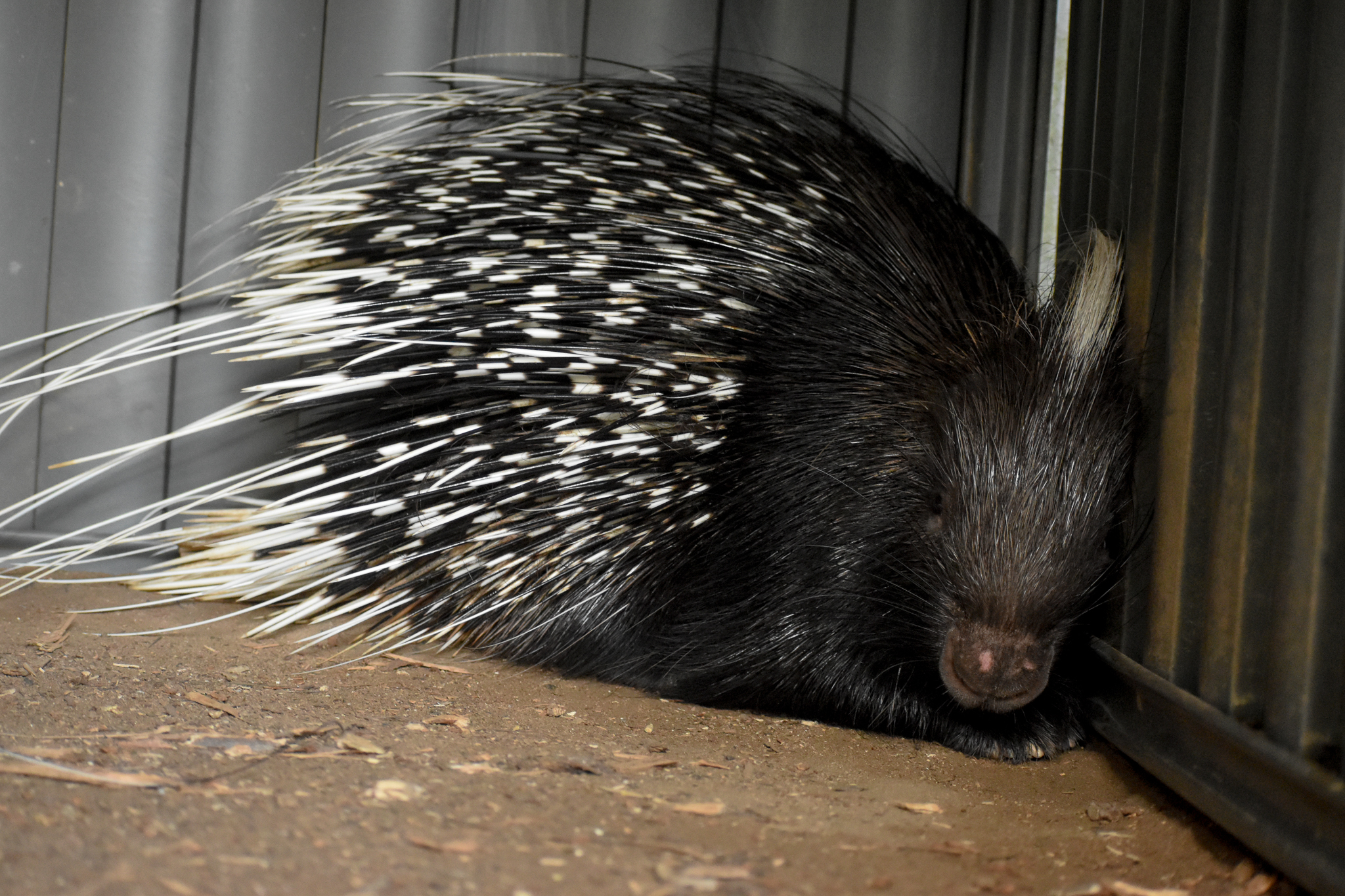 Cape Porcupine