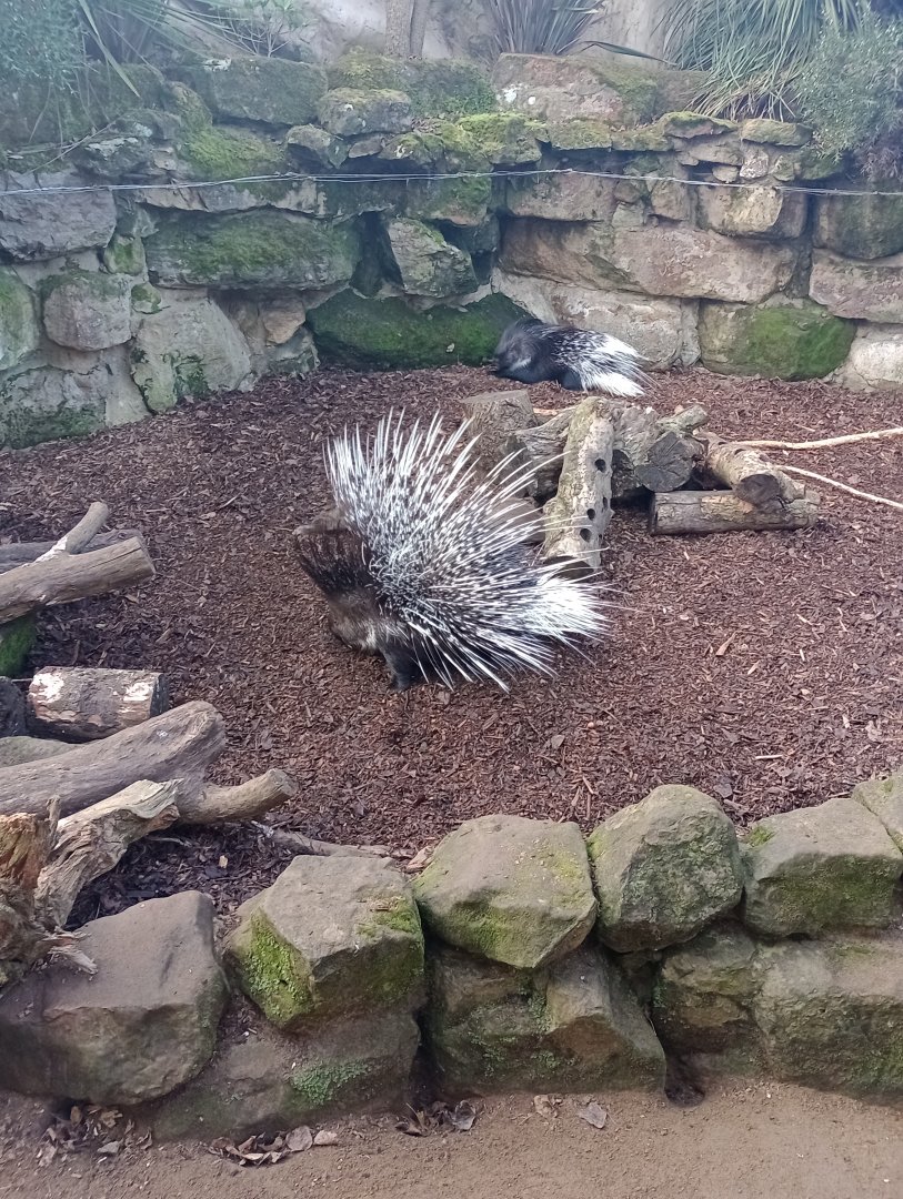 Cape porcupine