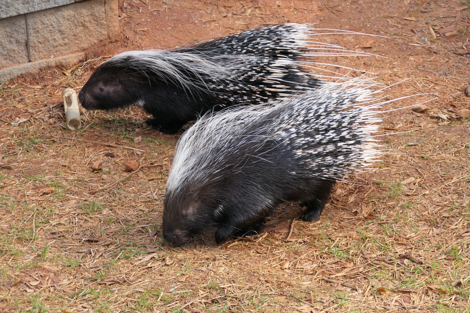 Cape Porcupine