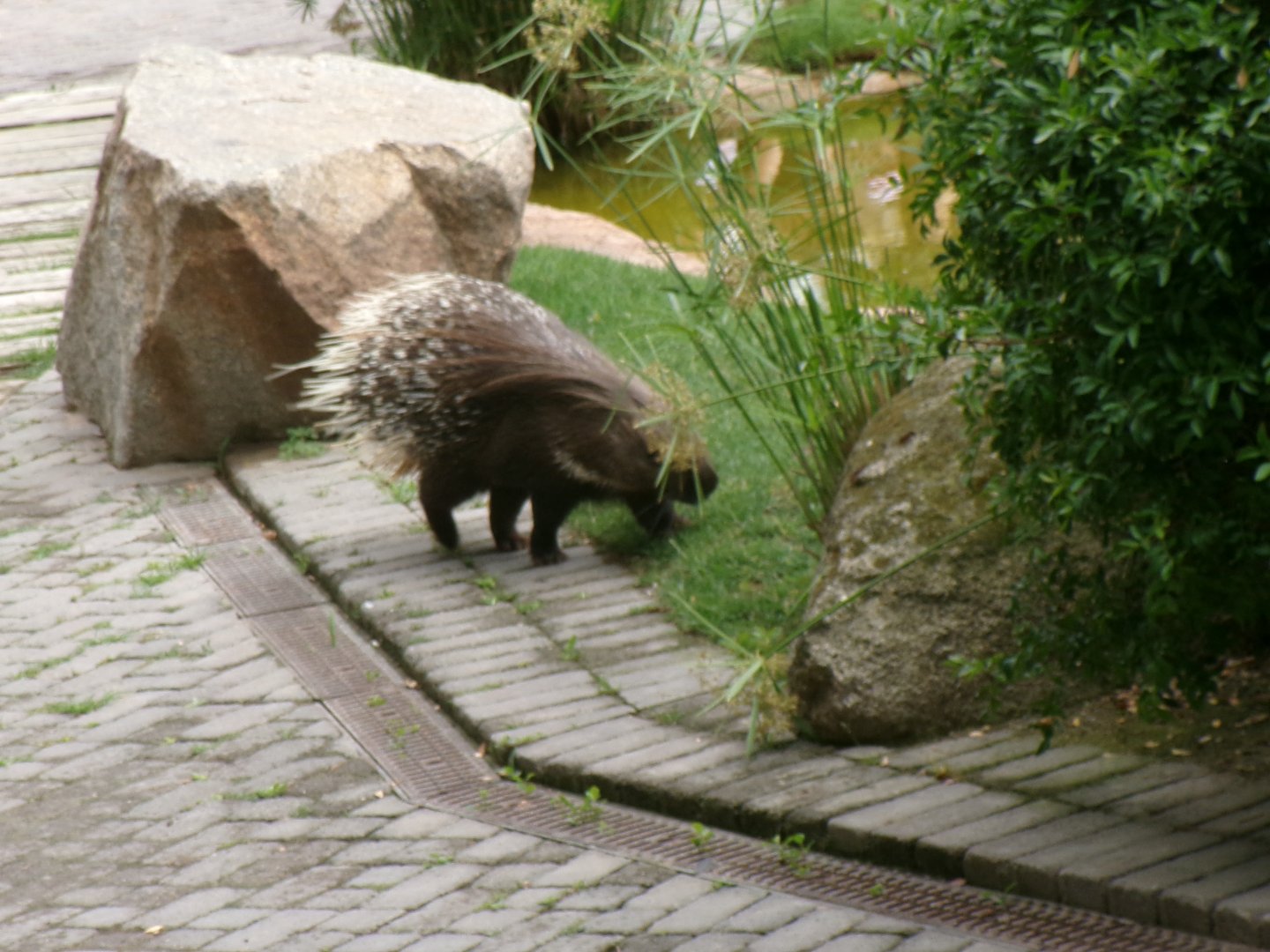 Cape porcupine