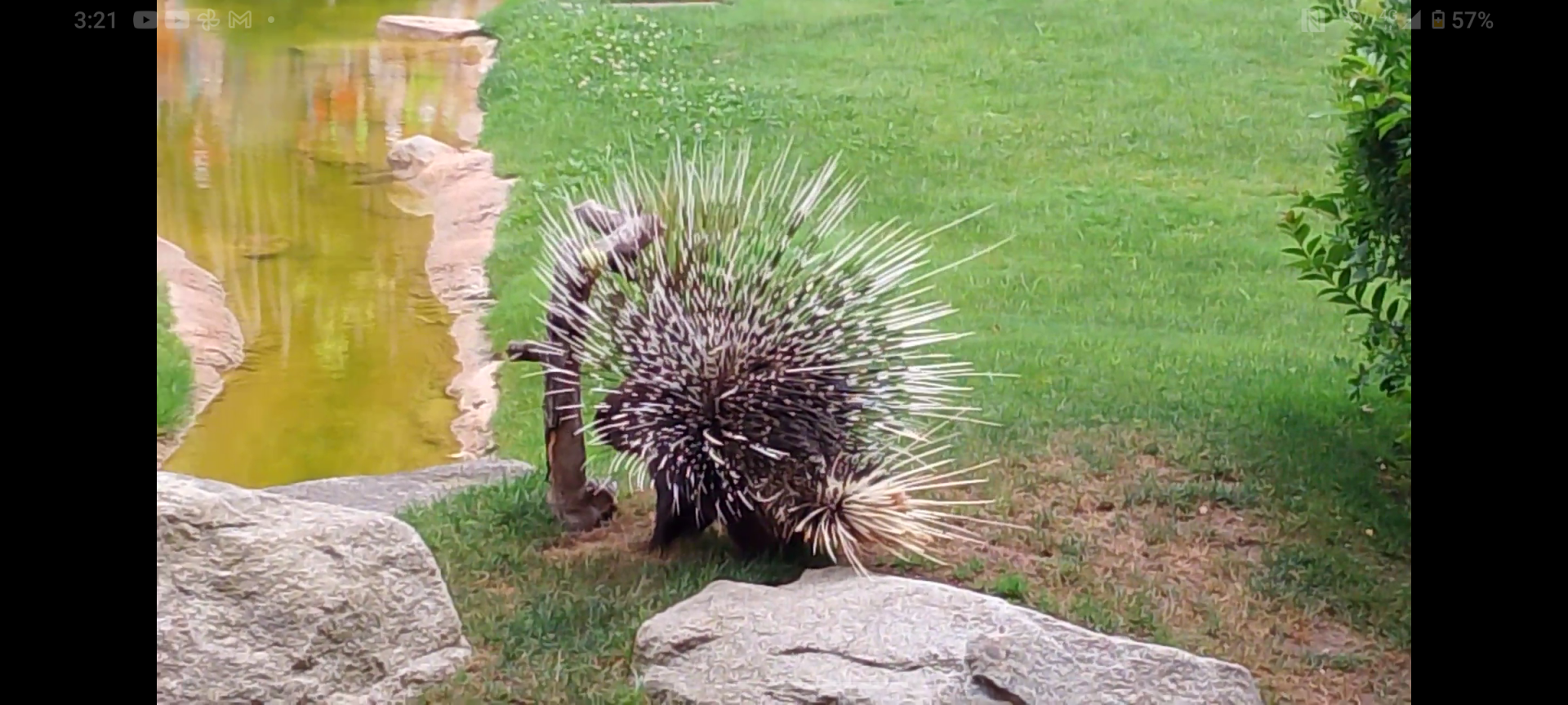 Cape porcupine