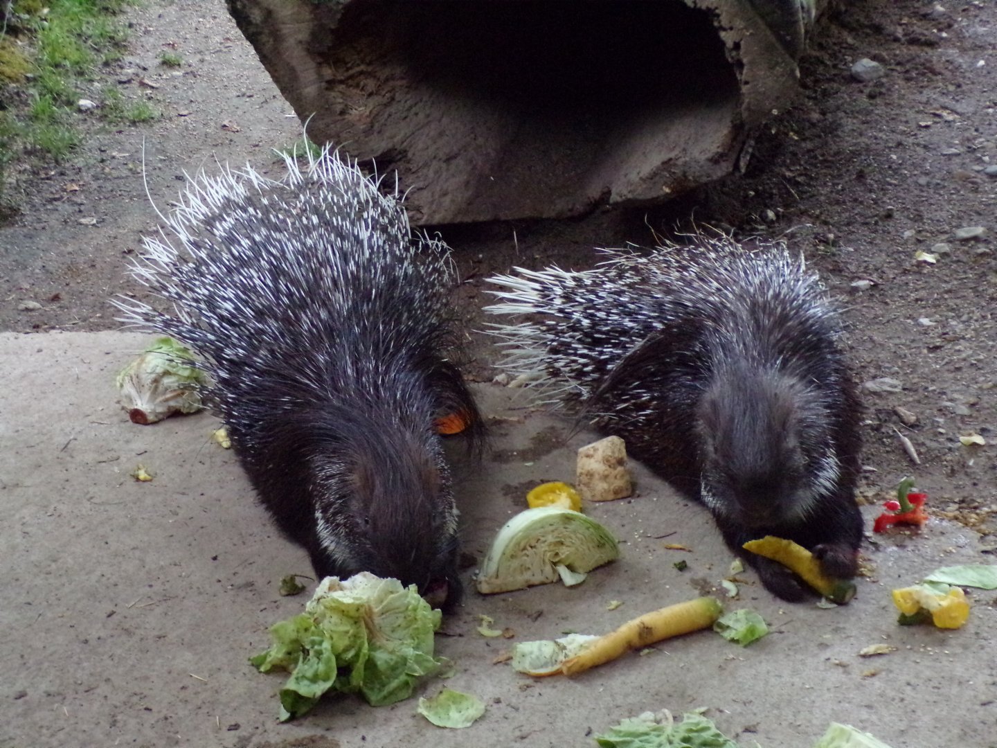 Cape porcupines 13.7.25