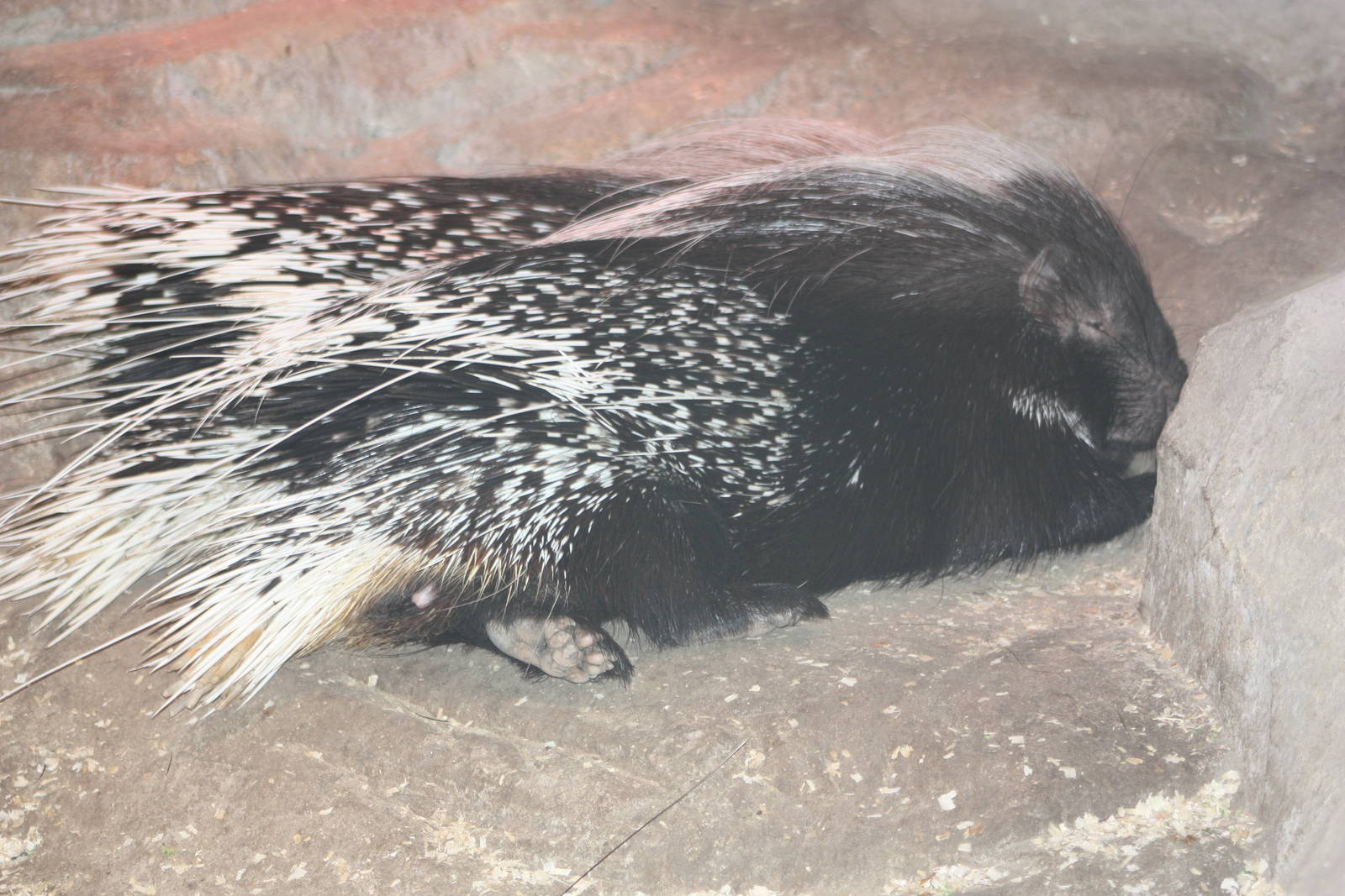 Cape Porcupines, 22nd December 2014