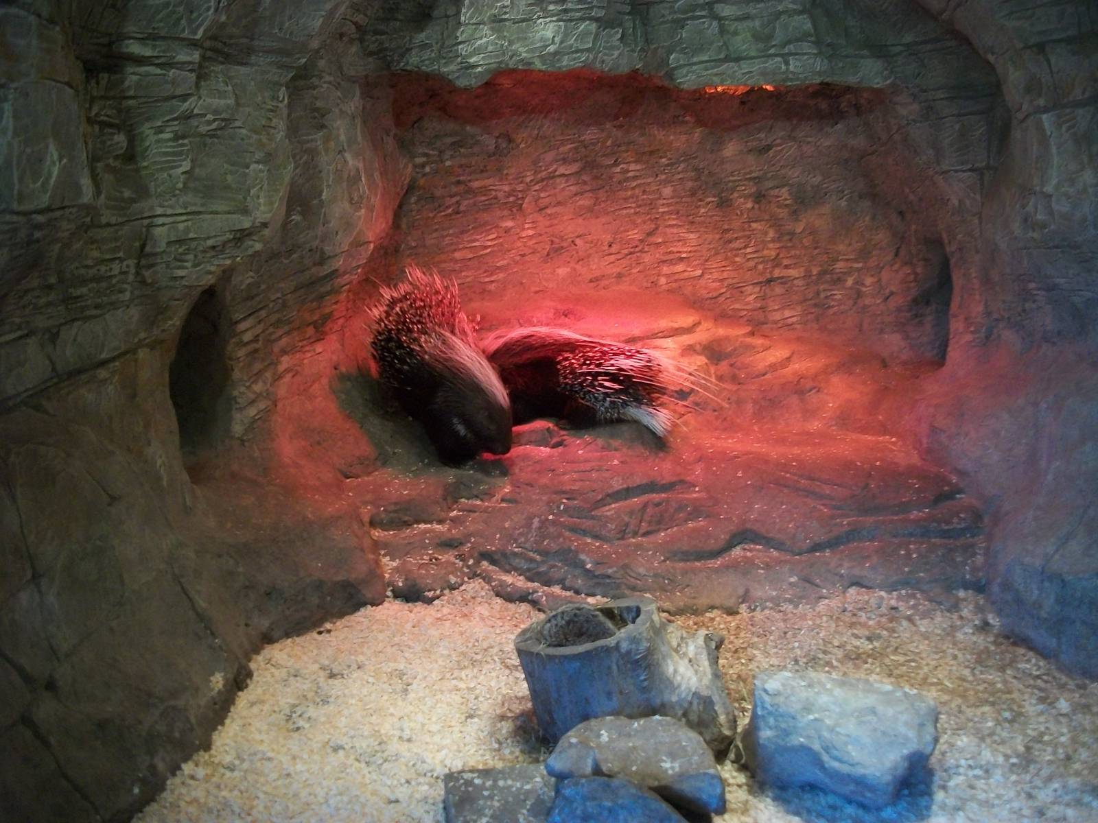 Cape Porcupines 27th December 2012