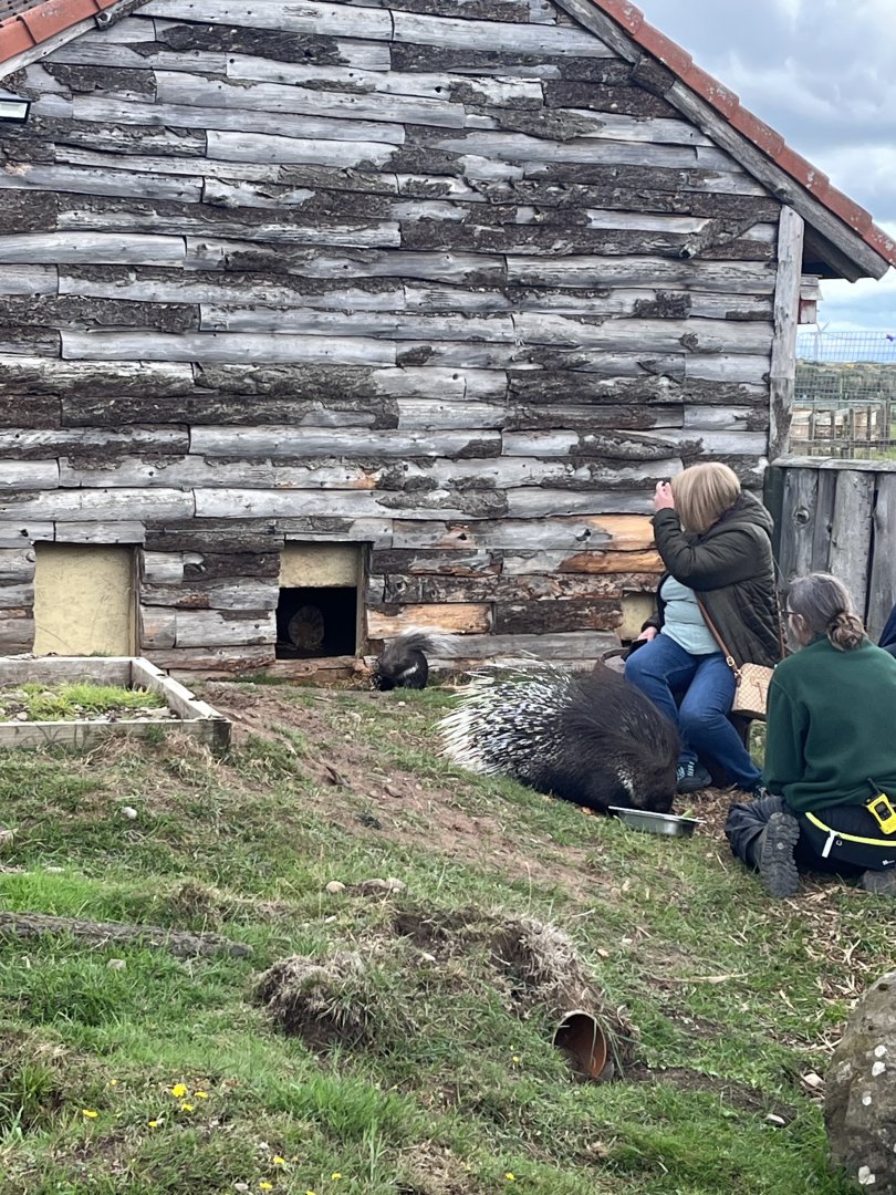 Cape porcupines being fed 1.9.25
