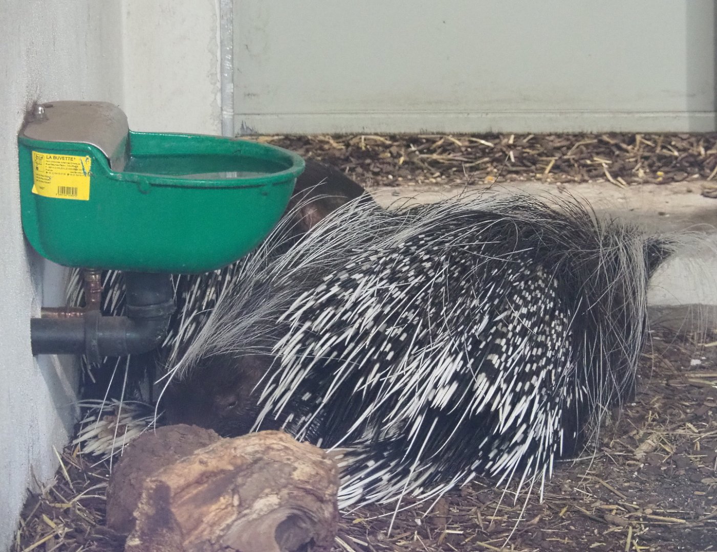 Cape porcupines  (Hystrix africaeaustralis), 2021-06-12