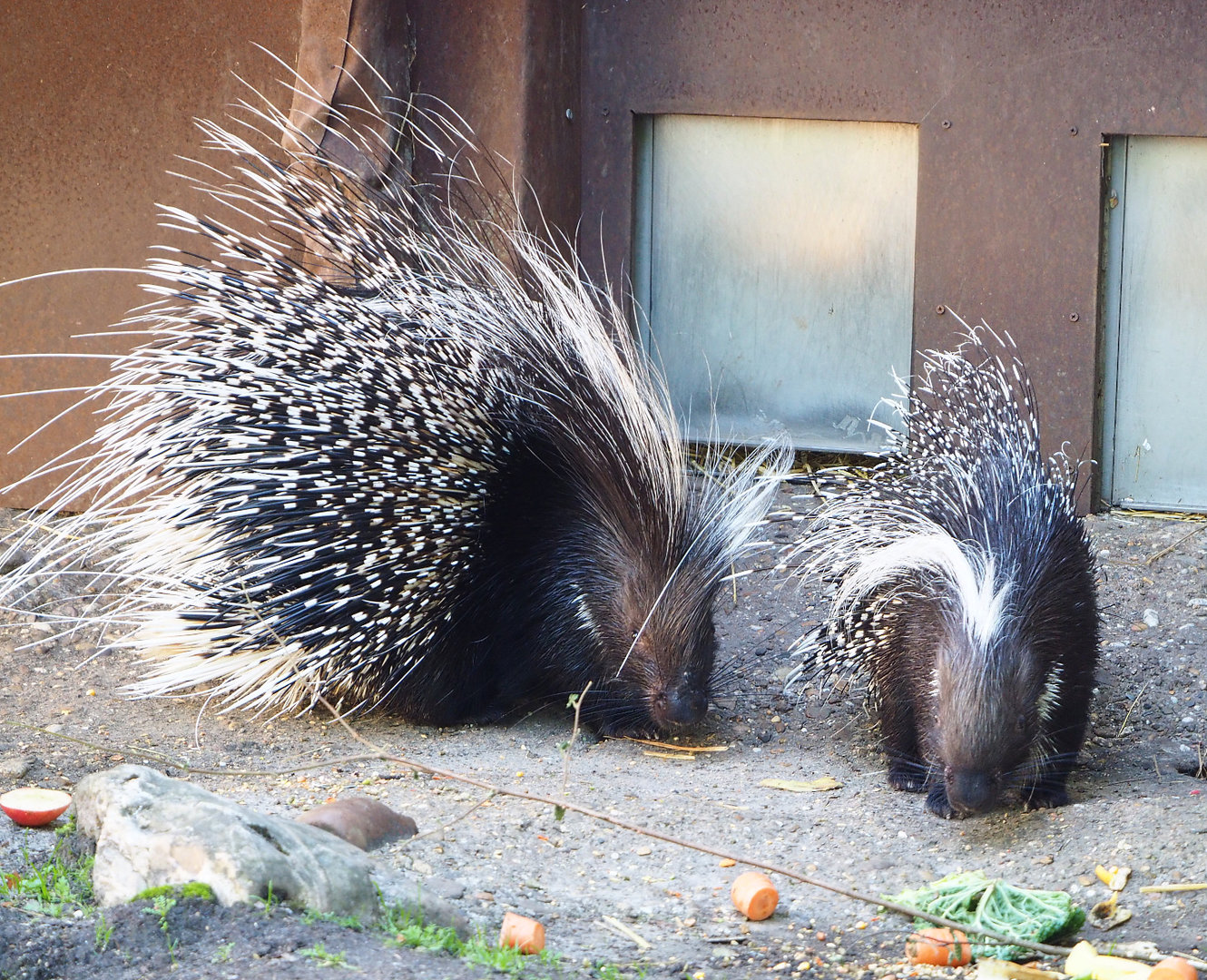 Cape porcupines (Hystrix africaeaustralis), 2022-07-03