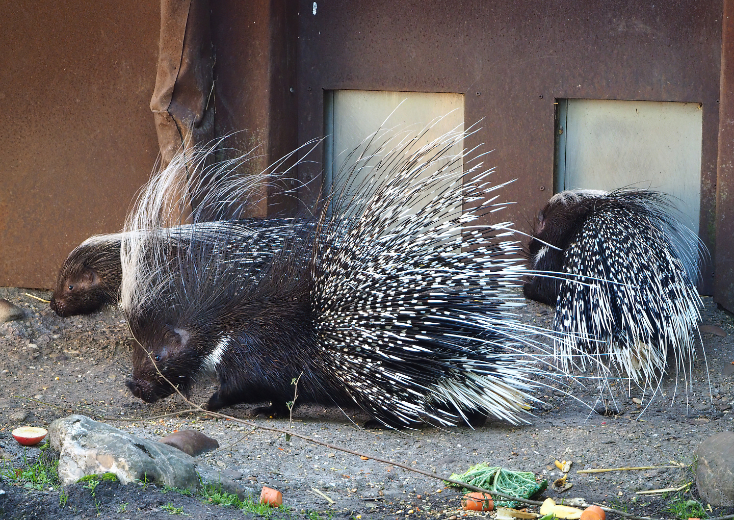 Cape porcupines (Hystrix africaeaustralis), 2022-07-03