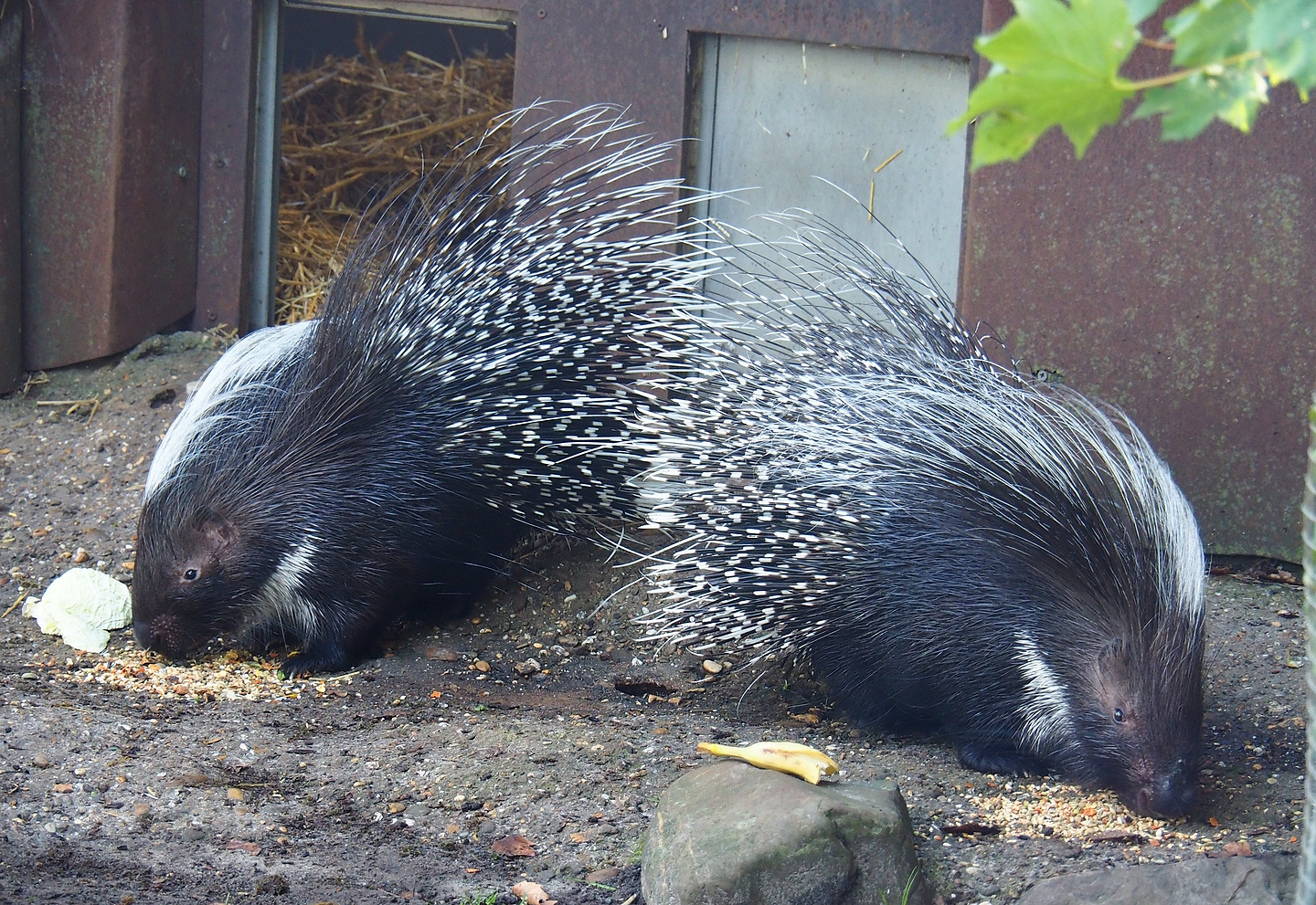 Cape porcupines (Hystrix africaeaustralis), 2022-09-12