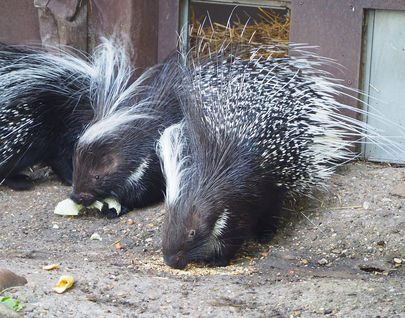 Cape porcupines (Hystrix africaeaustralis), 2022-09-12
