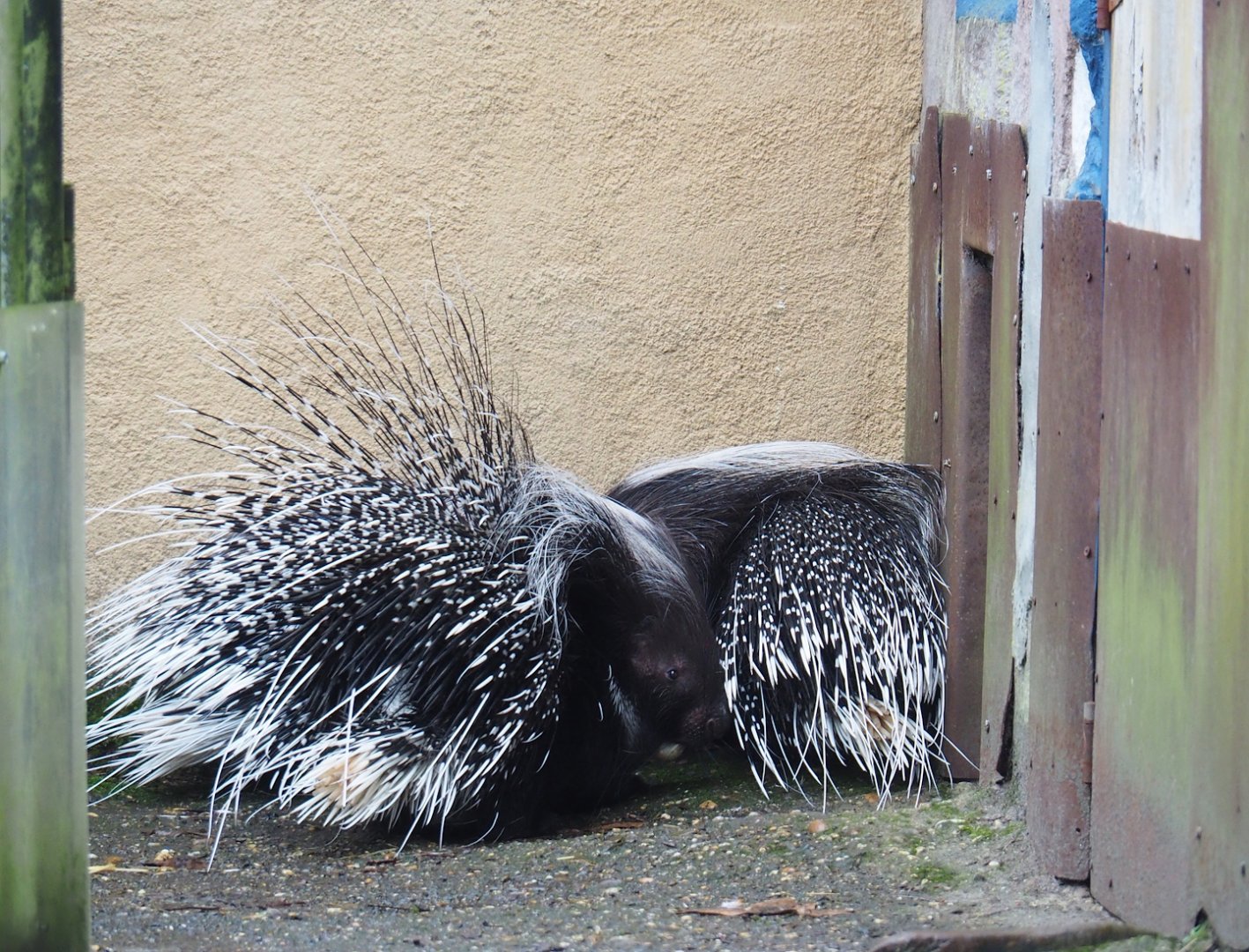 Cape porcupines (Hystrix africaeaustralis), 2023-02-19