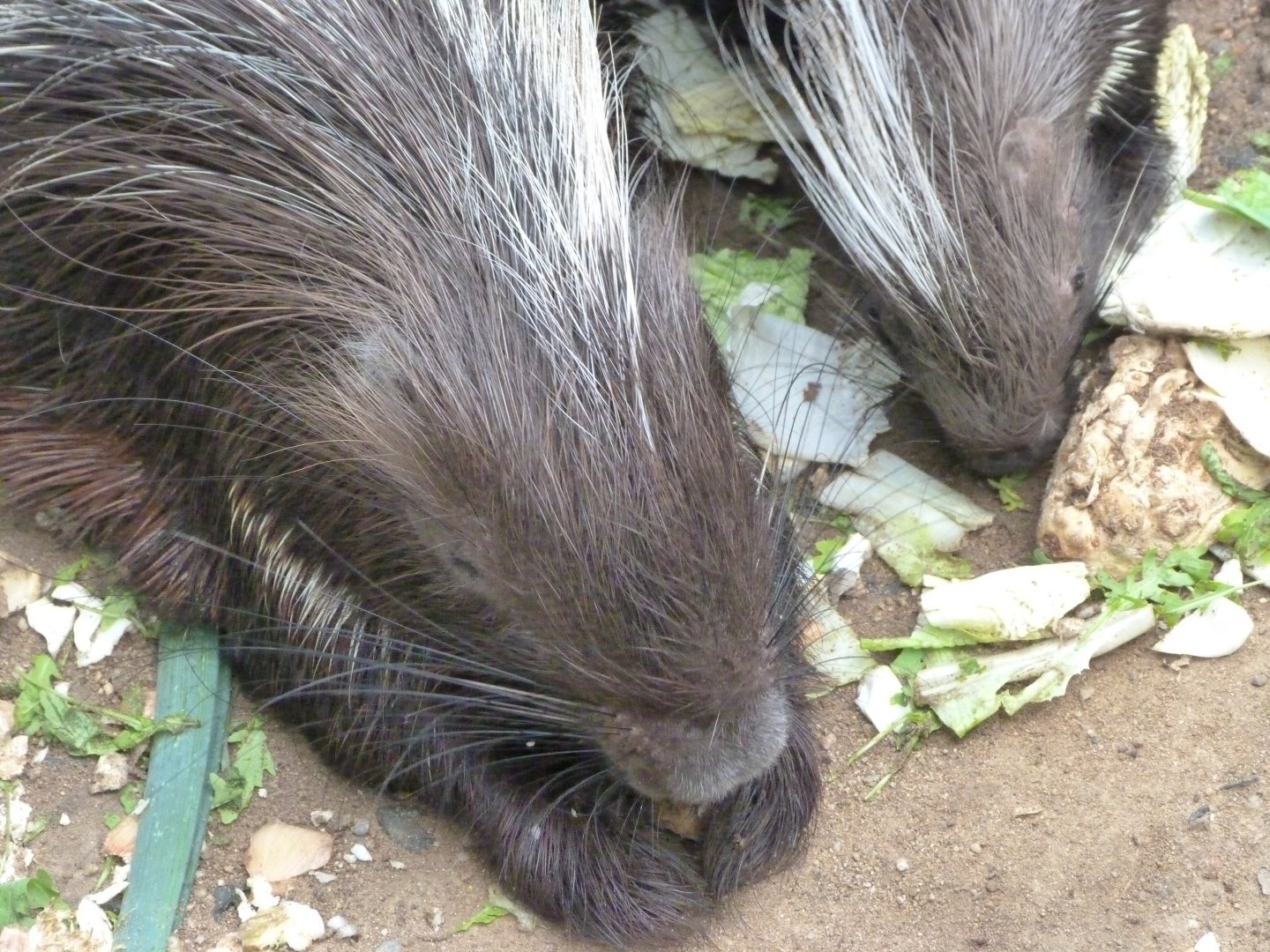Cape porcupines -Zoo Praha (2025)