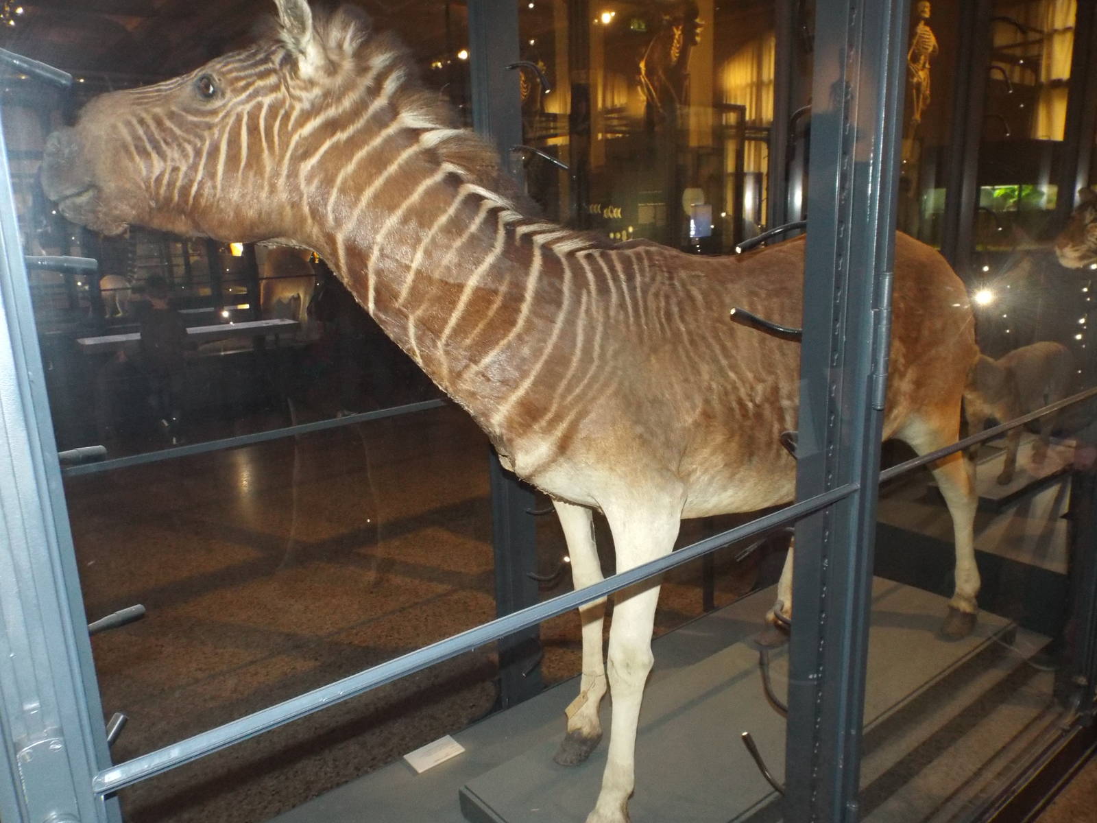 Cape Quagga (Equus quagga quagga) at Museum f?r Naturkunde, Berlin - April