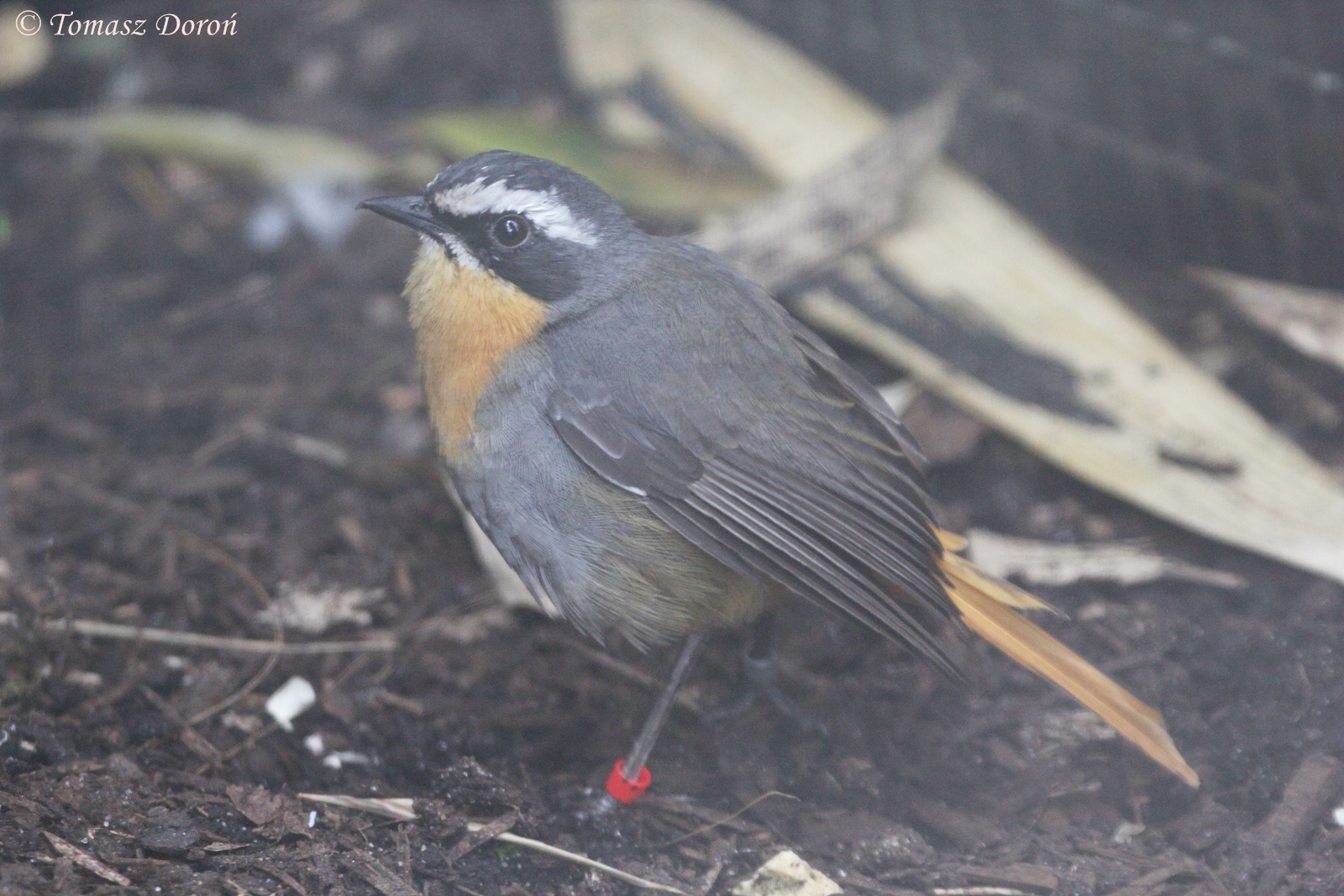 Cape Robin-chat (Cossypha caffra), May 2016