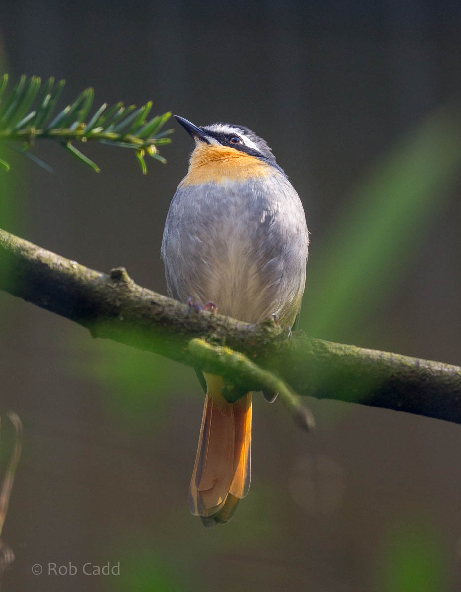 Cape robin-chat : Waddesdon : 09 Oct 2015