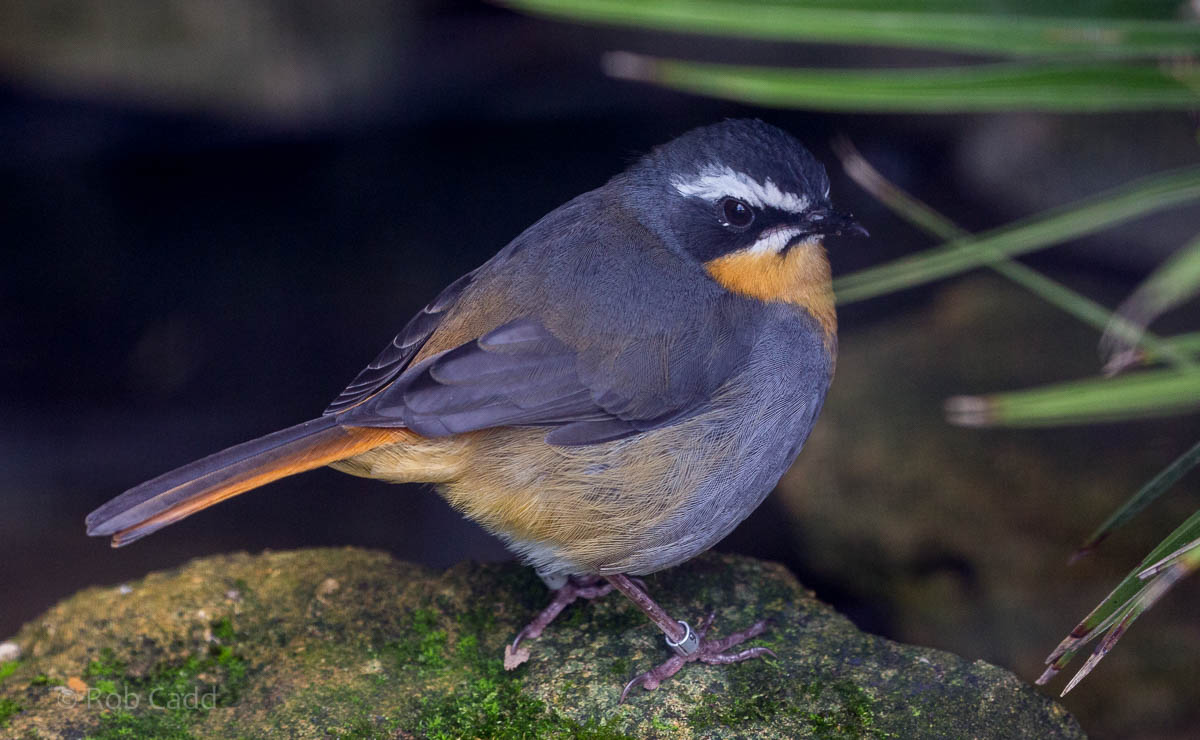 Cape robin-chat : Waddesdon : 09 Oct 2015