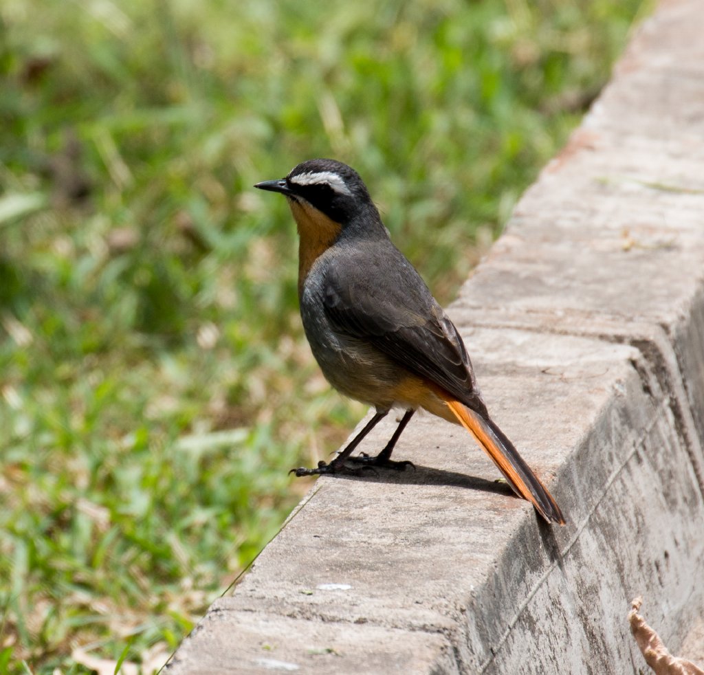 Cape Robin-chat