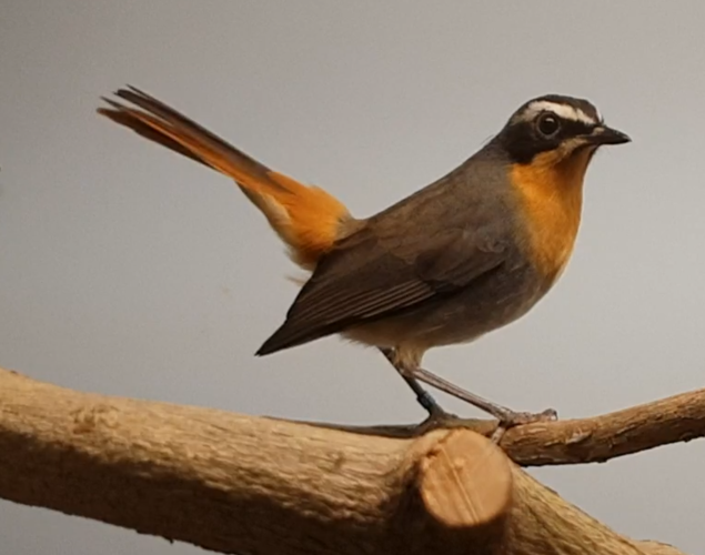 Cape robin
