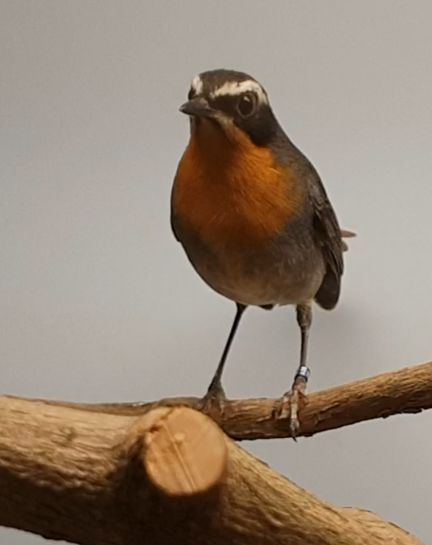 Cape robin