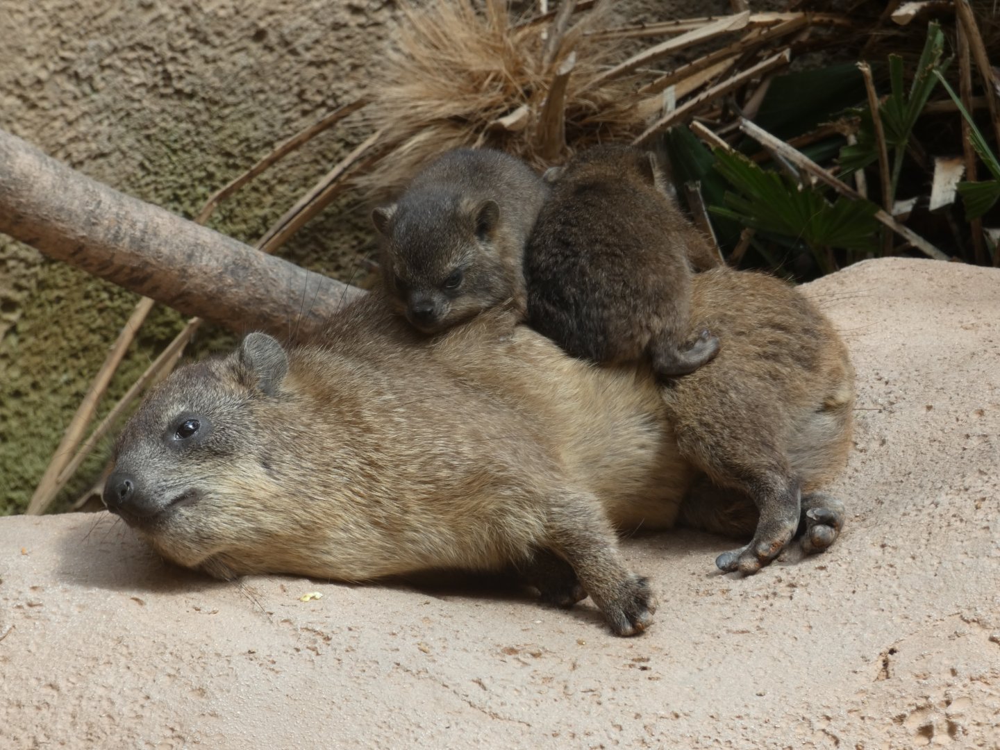 Cape Rock Hyrax and young