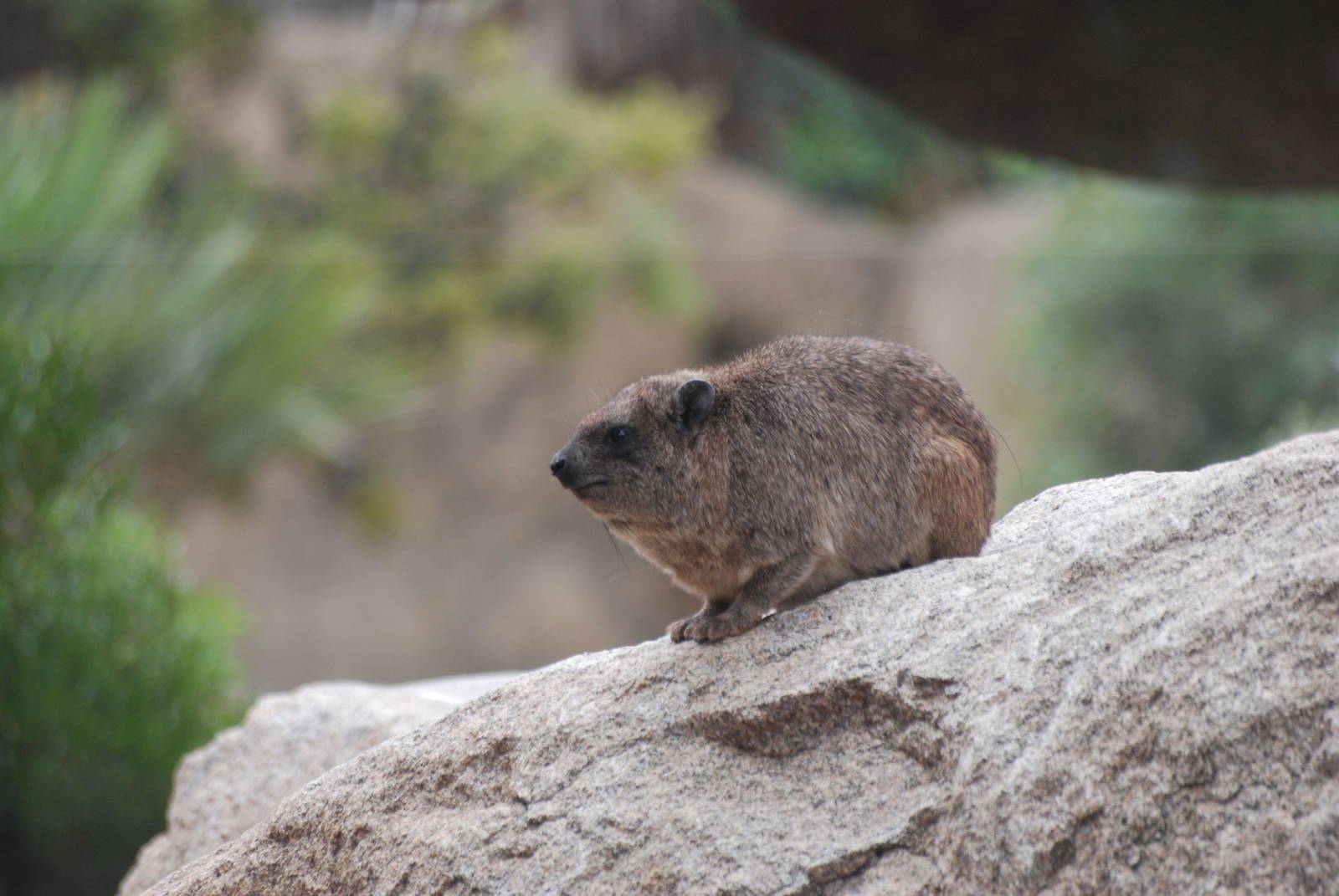 Cape Rock Hyrax at Bioparc Valencia, 28/05/11