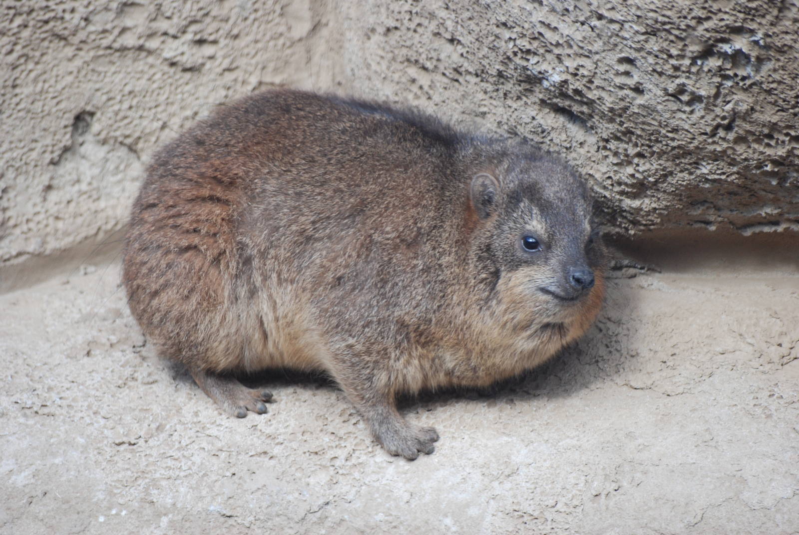 Cape Rock Hyrax at Chester, 19/02/12