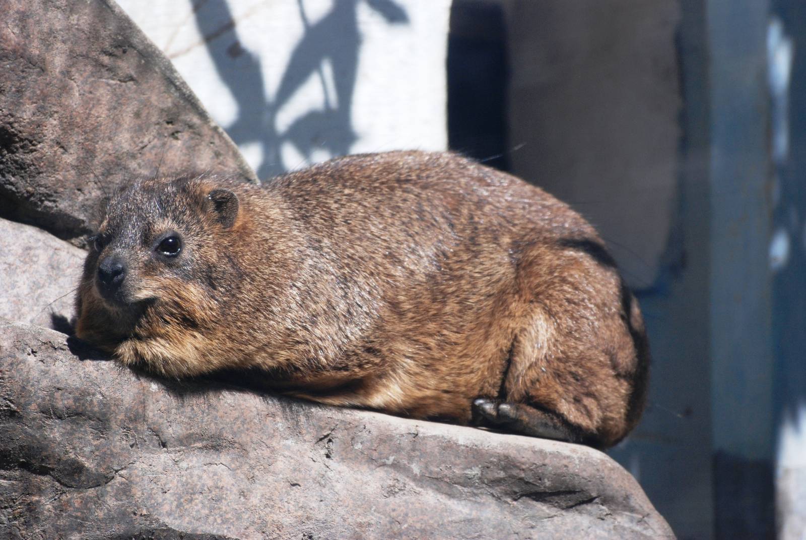 Cape Rock Hyrax at Jacksonville, 10/10/13