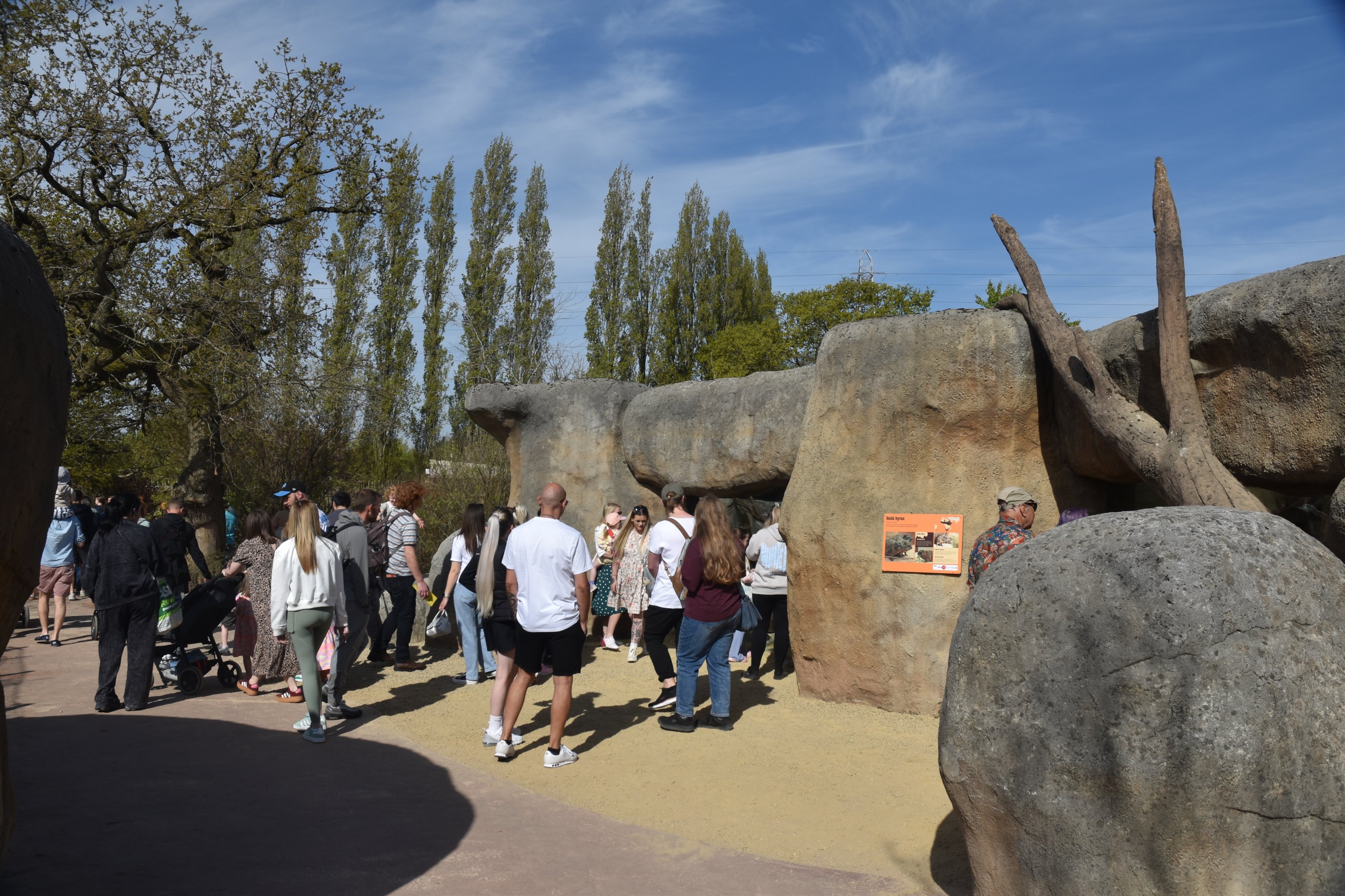 Cape Rock Hyrax Enclosure, Heart of Africa at Chester, 12th April 2025