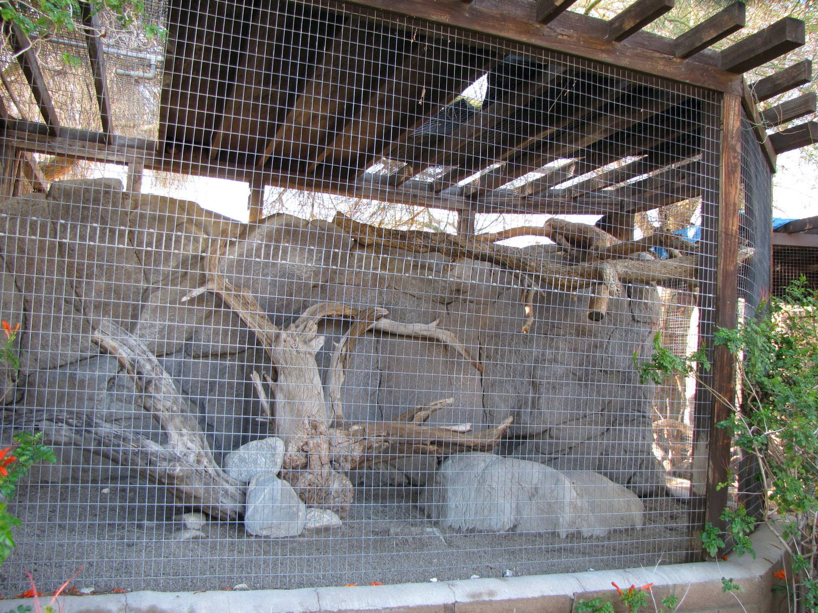 Cape Rock Hyrax Enclosure