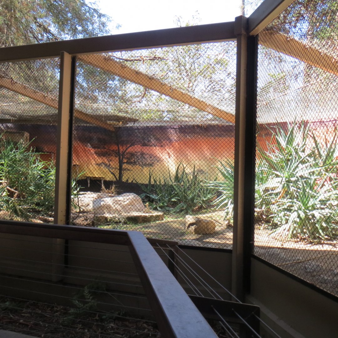 Cape Rock Hyrax Exhibit