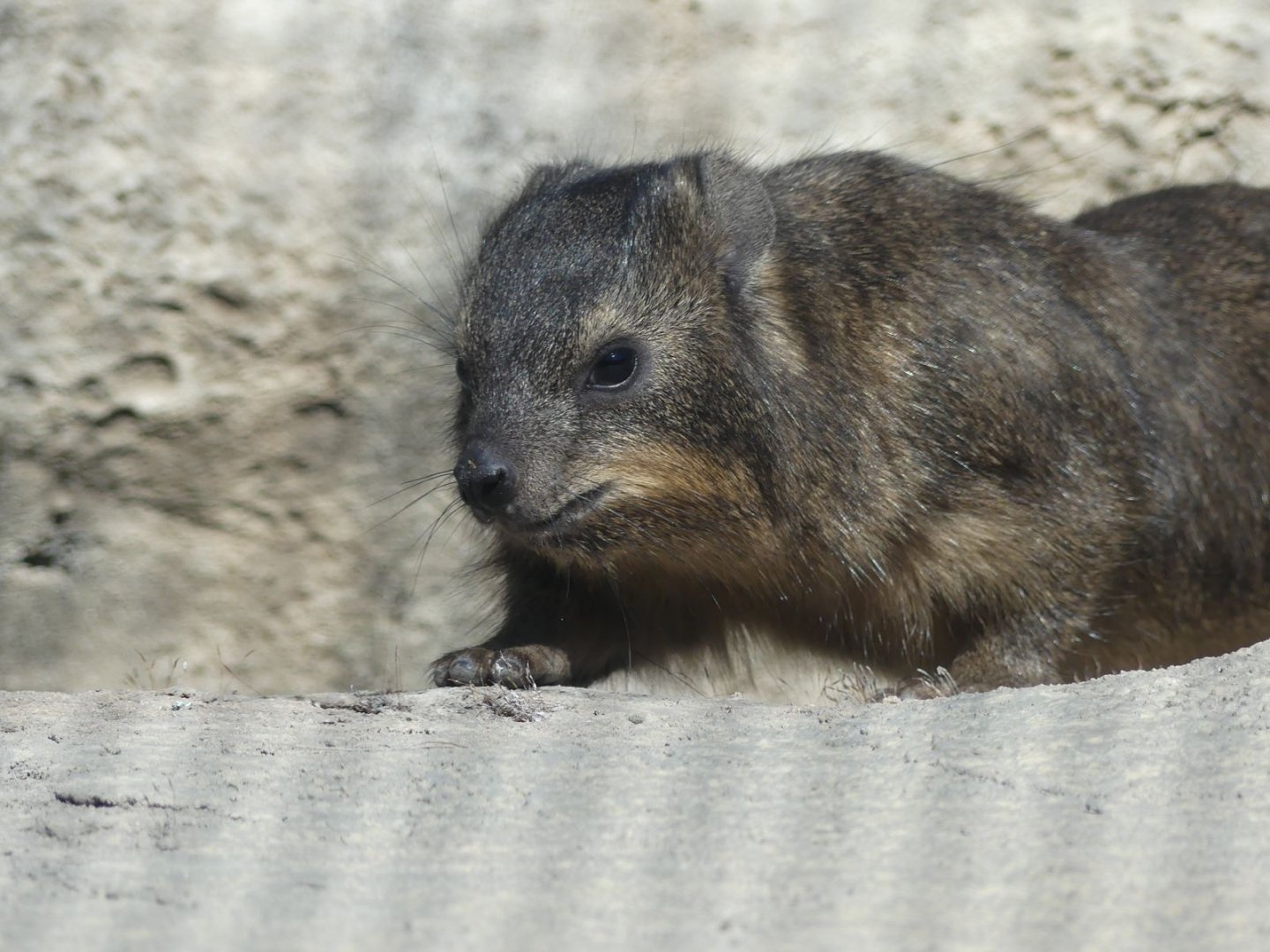 Cape Rock Hyrax - Heart of Africa - 02.04.25