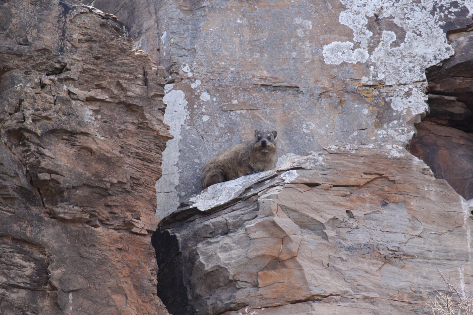 Cape Rock Hyrax (Procavia capensis capensis)