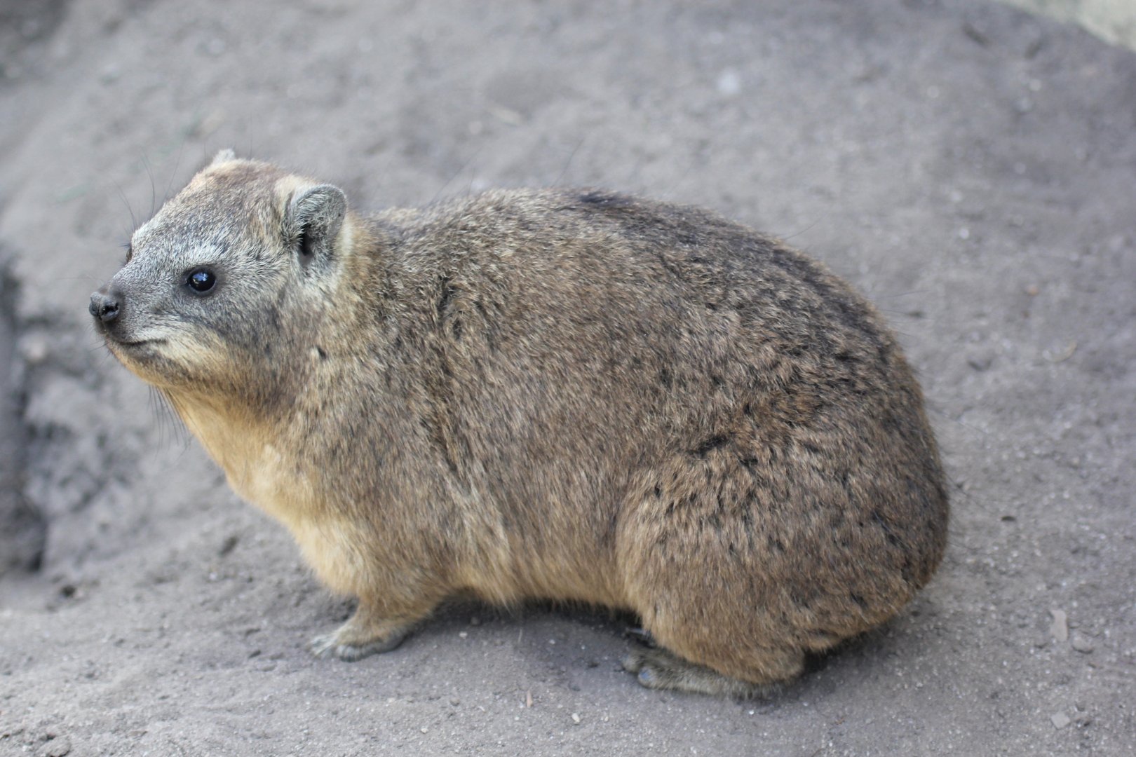Cape rock hyrax (Procavia capensis capensis)
