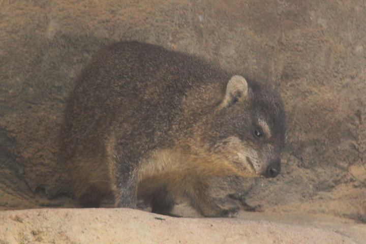 Cape rock hyrax (Procavia capensis capensis)