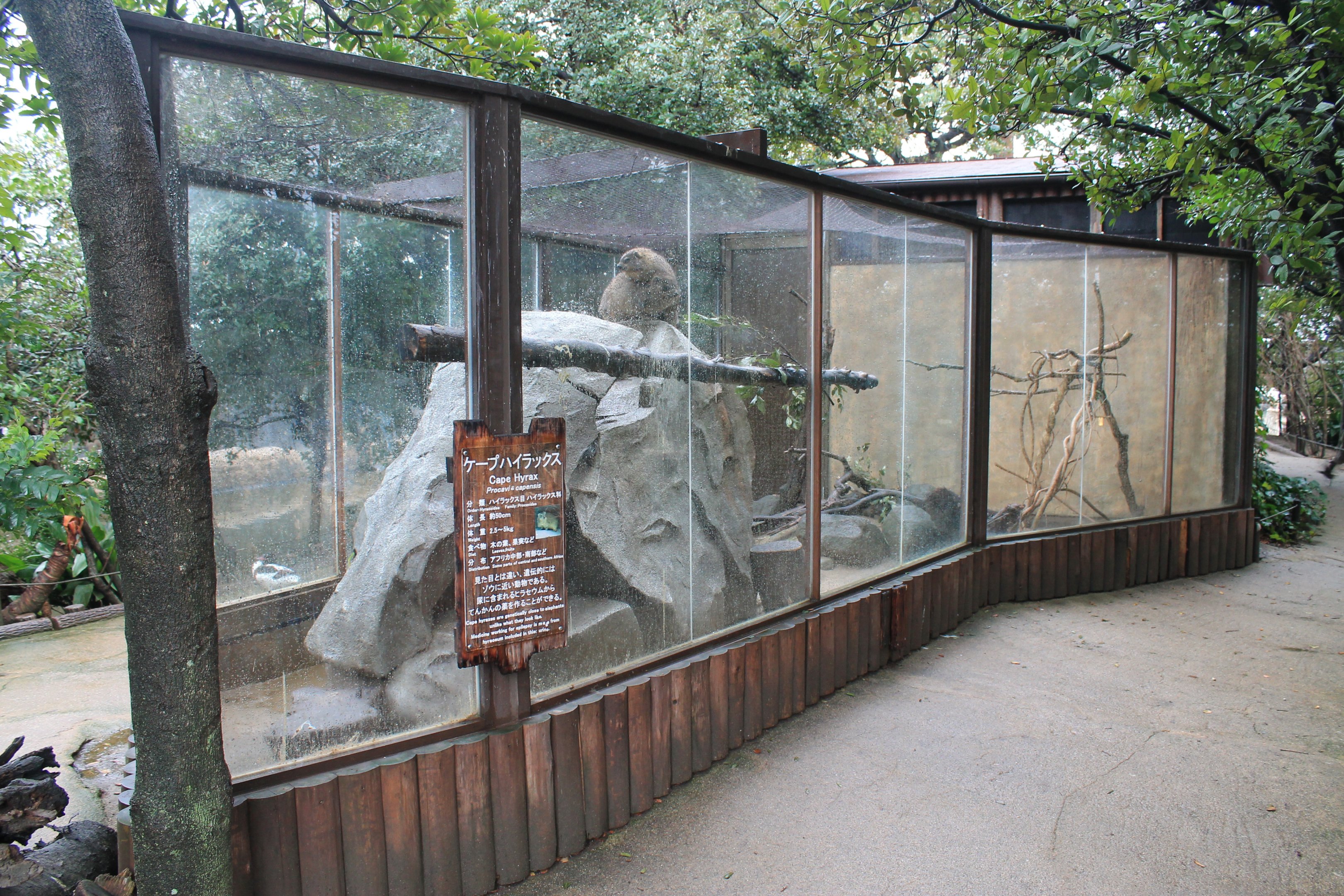 Cape Rock Hyrax (Procavia capensis)