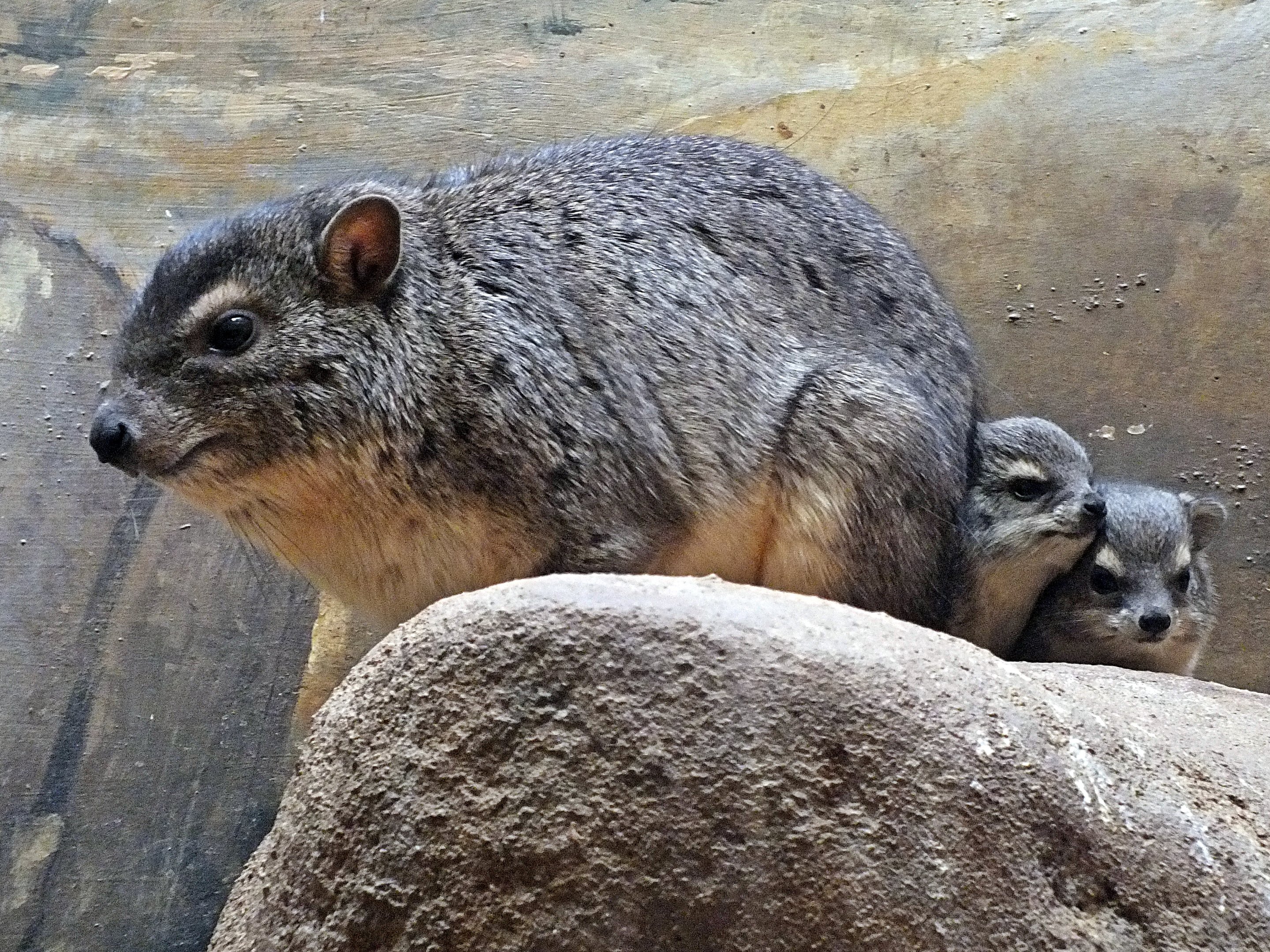 Cape rock hyrax with young