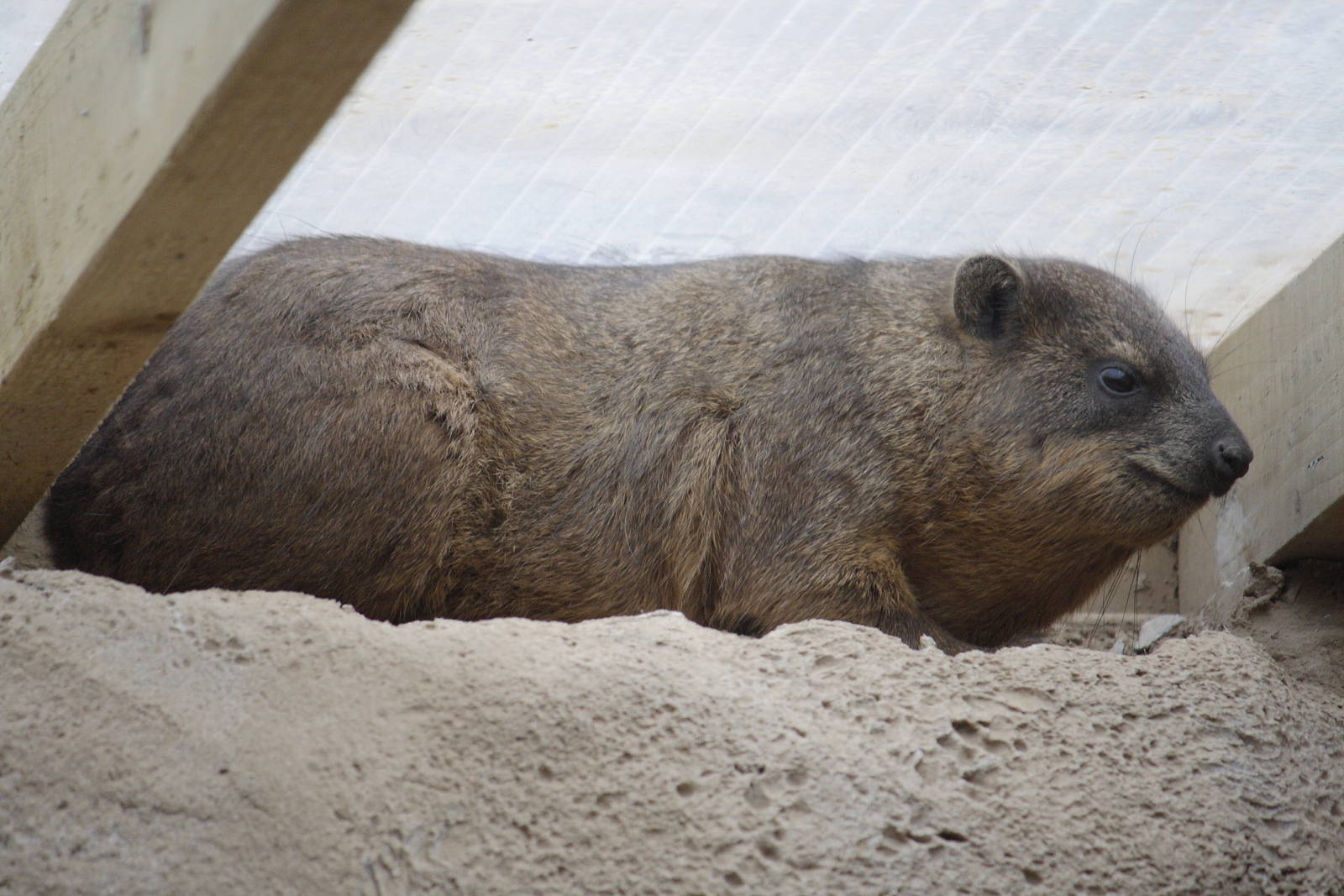 Cape rock hyrax