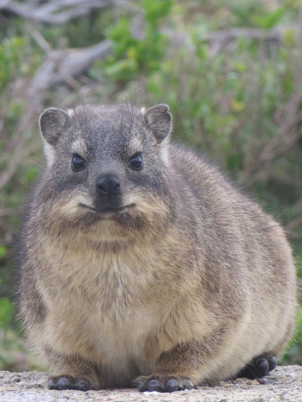Cape rock hyrax