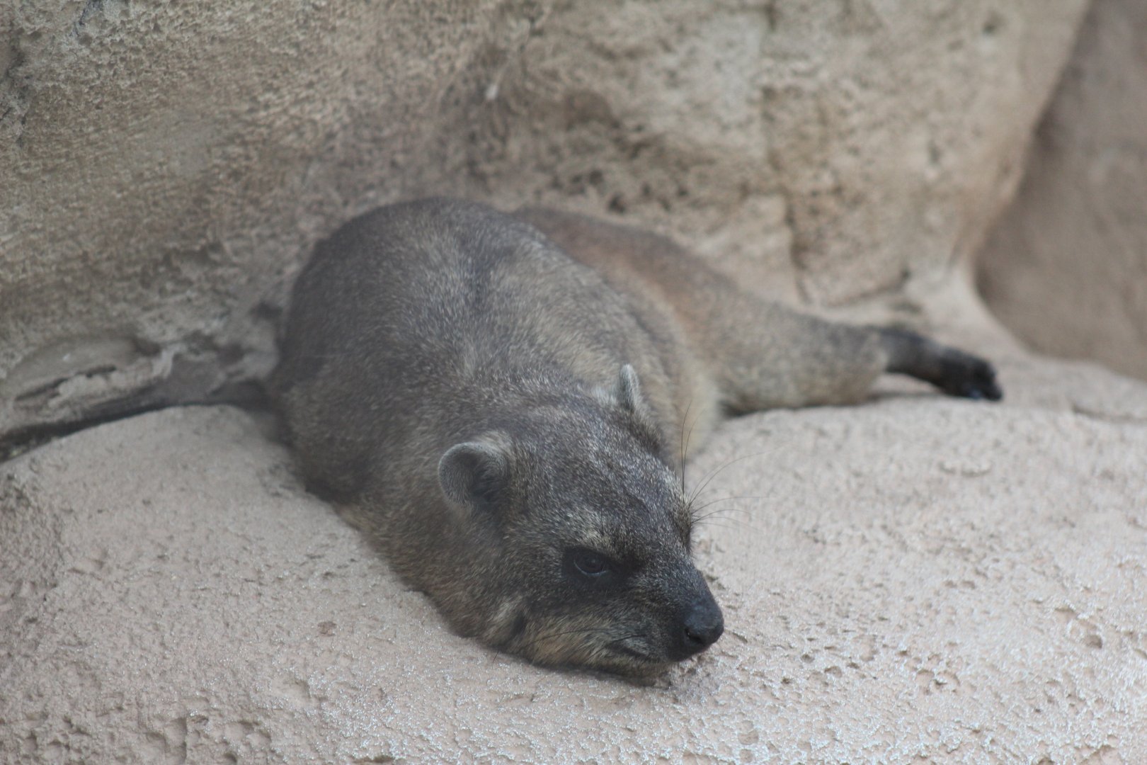 Cape Rock Hyrax