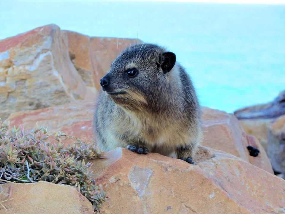 Cape Rock Hyrax