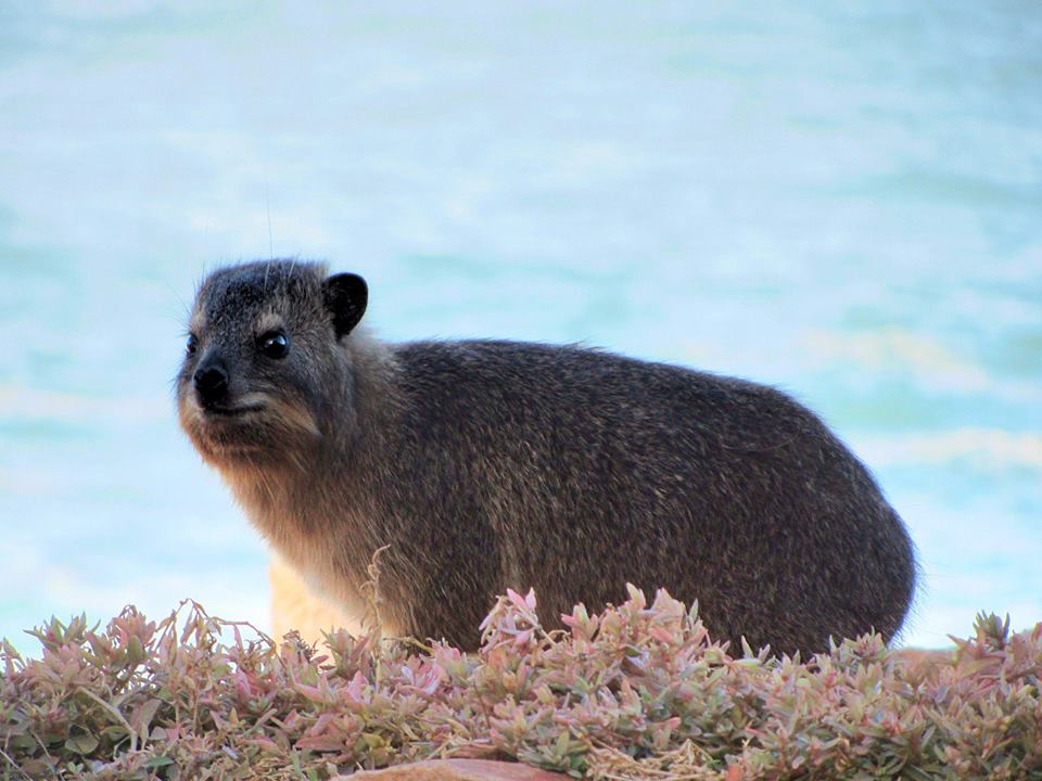 Cape Rock Hyrax